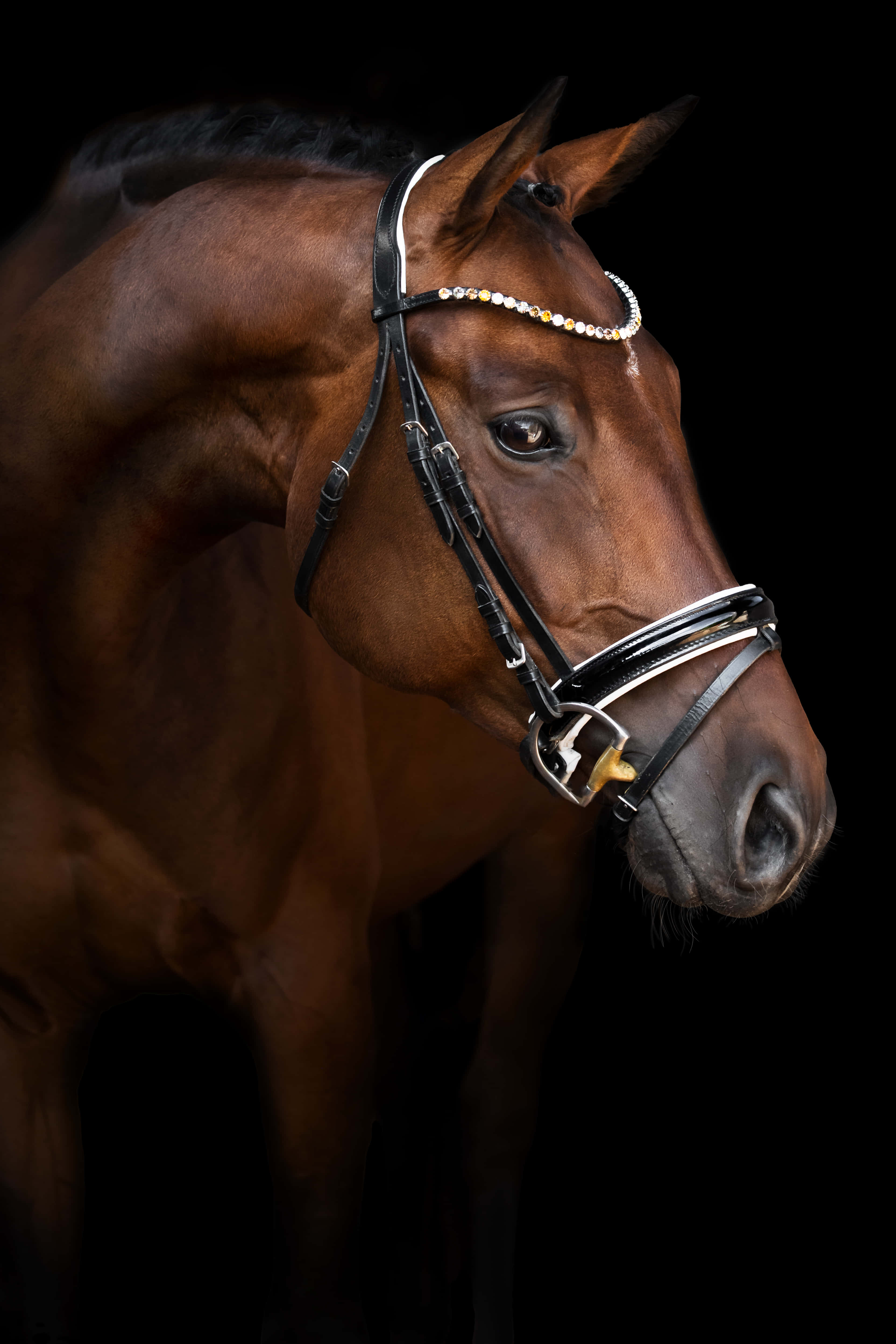 Cool Horse, chestnut horse, jeweled bridle, 4K Phone Wallpaper