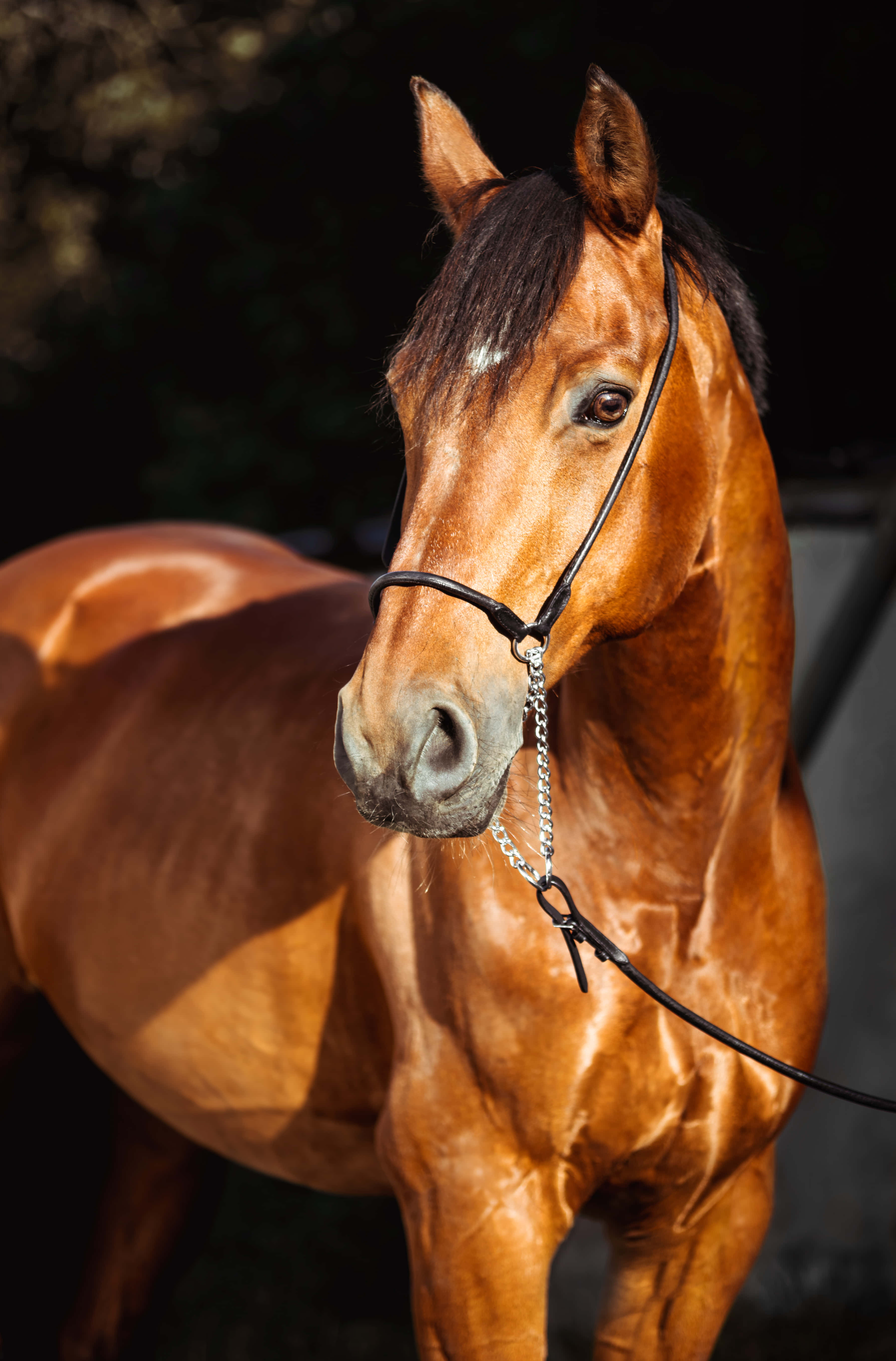 chestnut horse, glossy coat, black bridle, 5K Phone Wallpaper