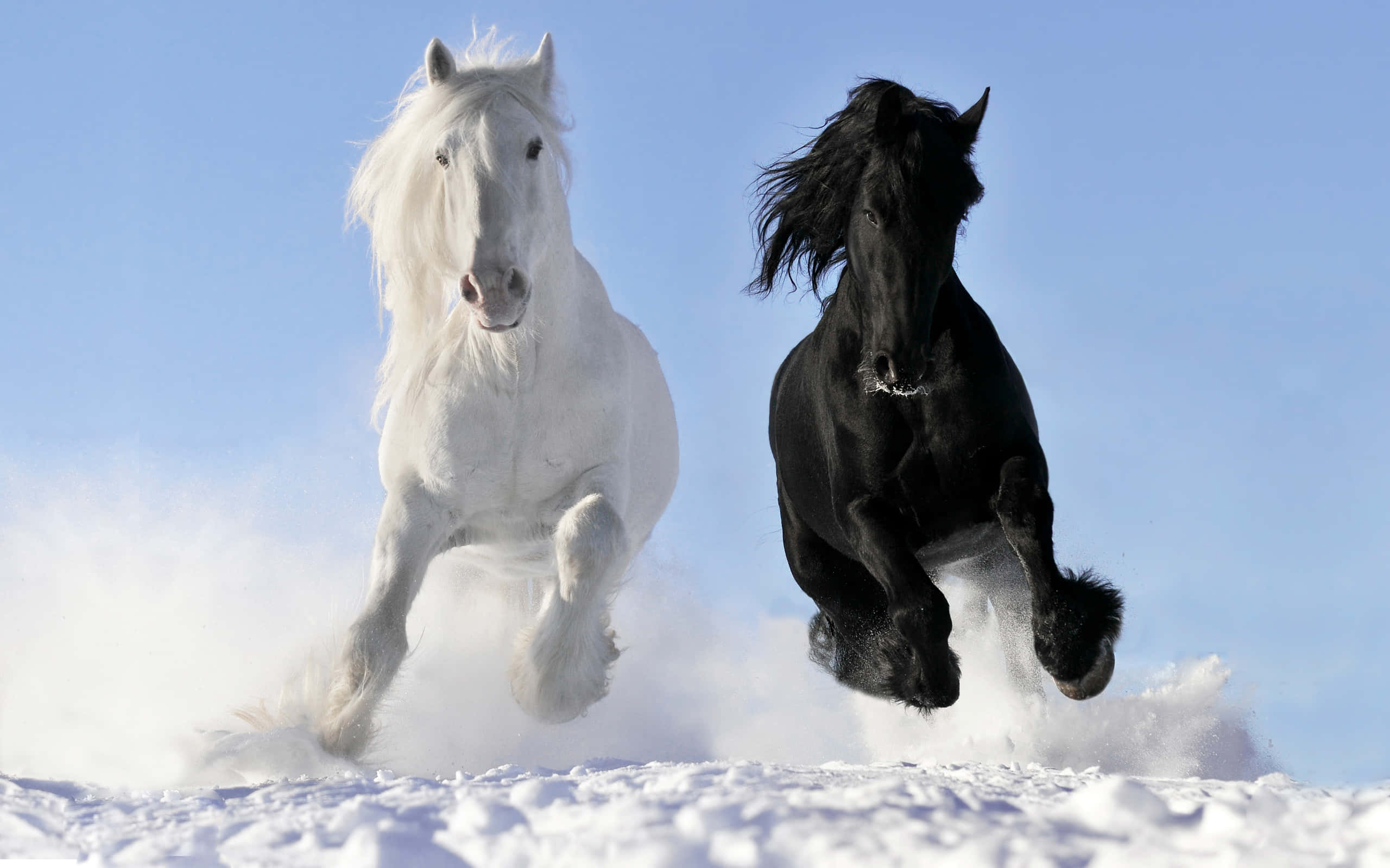 white and black horse, deep snow, clear blue sky, 2K Desktop Wallpaper