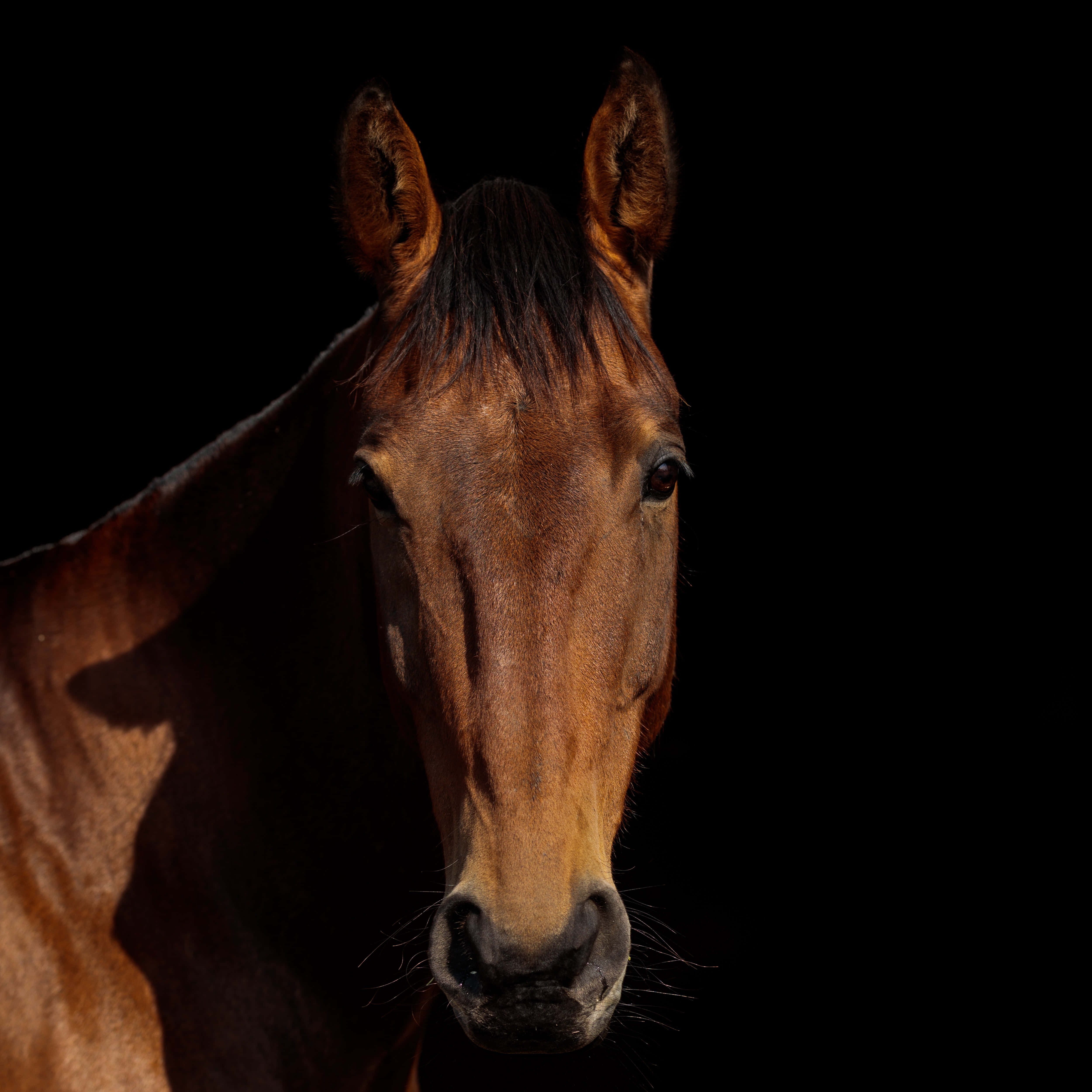 chestnut horse, dramatic lighting, pure black background, 4K Desktop Wallpaper
