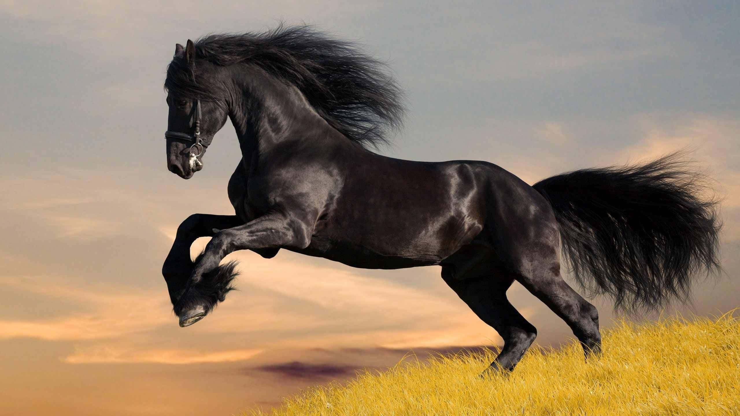 cool horse, black horse, golden field, 2K Desktop Wallpaper
