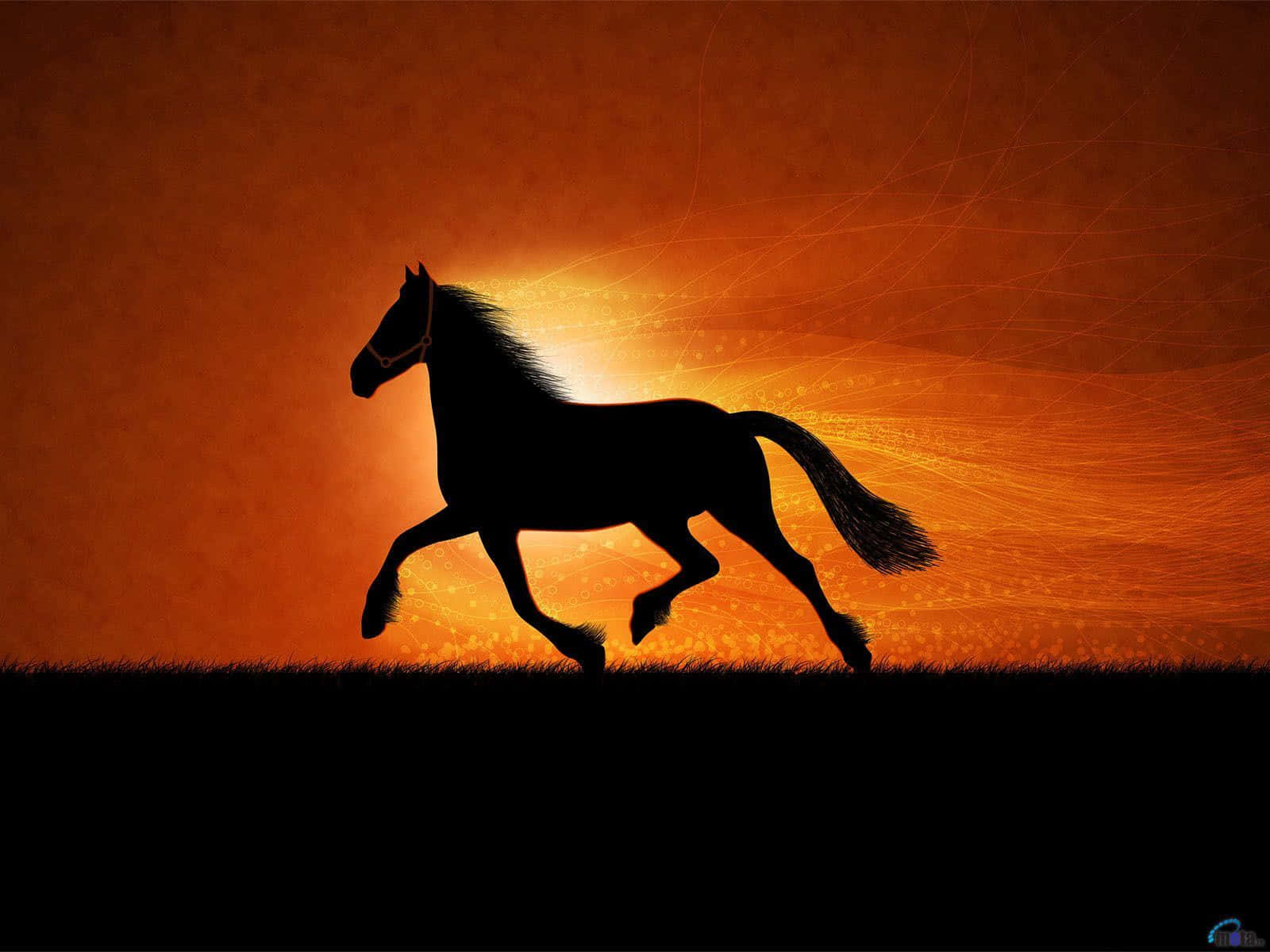Cool Horse, fiery orange sunset, glowing particle trails, HD Desktop Wallpaper