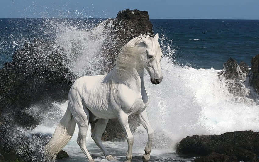 Cool Horse, white horse, ocean waves, SD Desktop Wallpaper