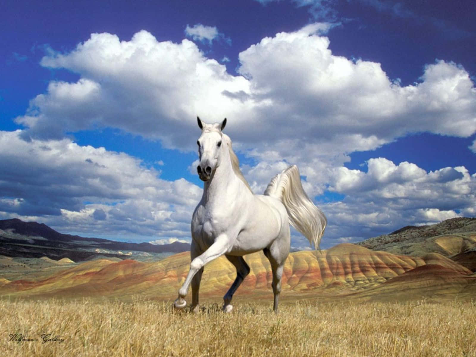 white horse, golden grassy plain, vibrant blue sky, HD Desktop Wallpaper