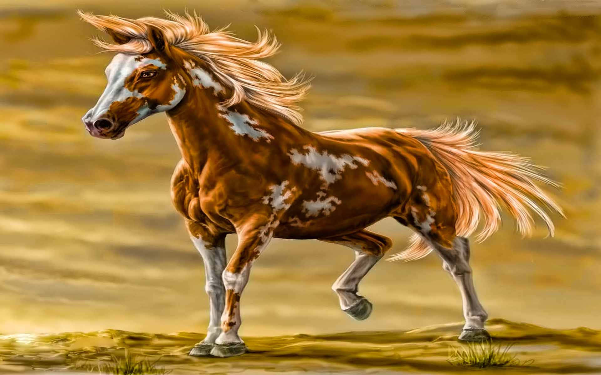 cool horse, fire-breasted bay horse, midnight sky, Full HD Desktop Wallpaper
