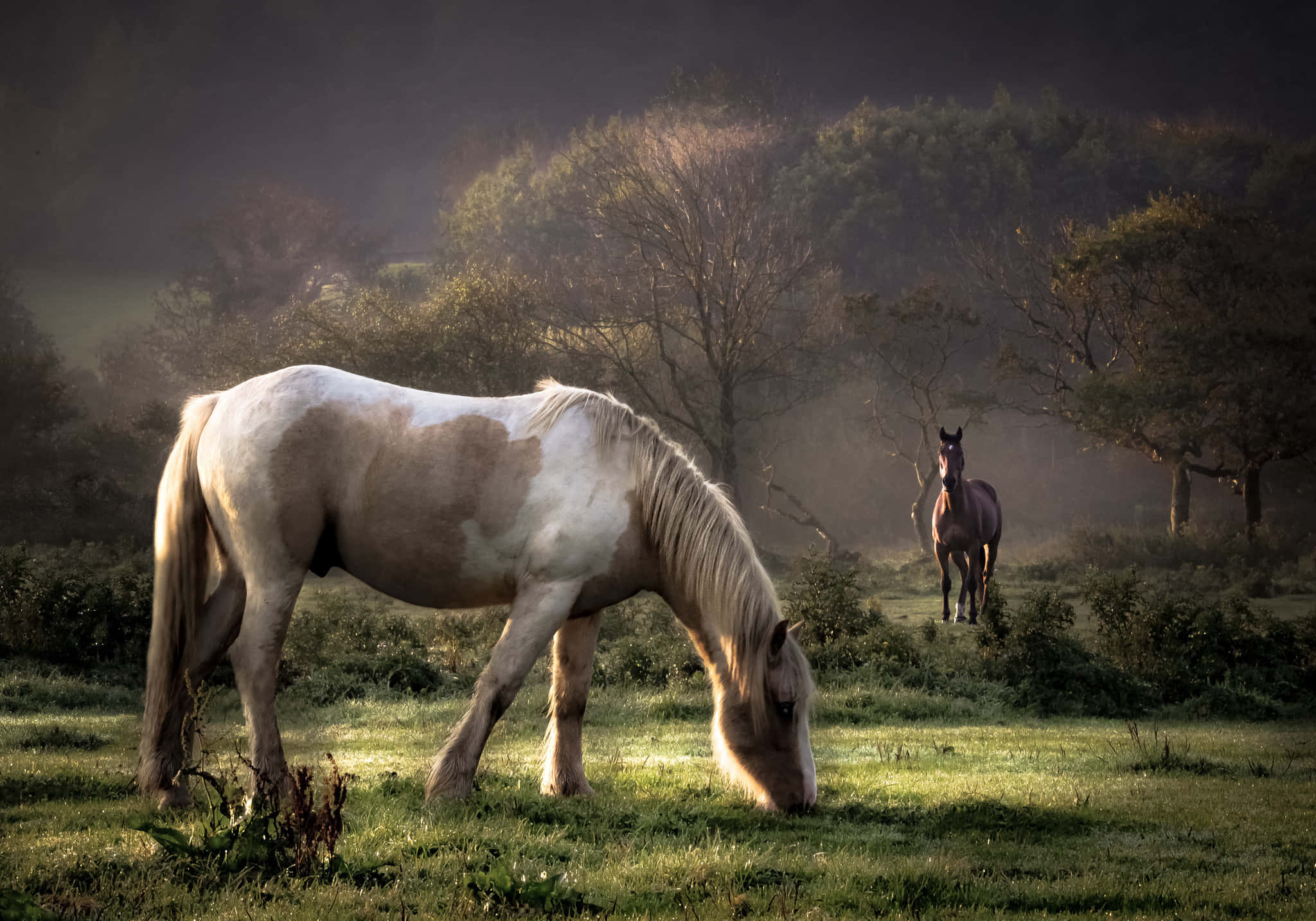 Cool Horse, dappled horse, sunlit grass, Full HD Desktop Wallpaper