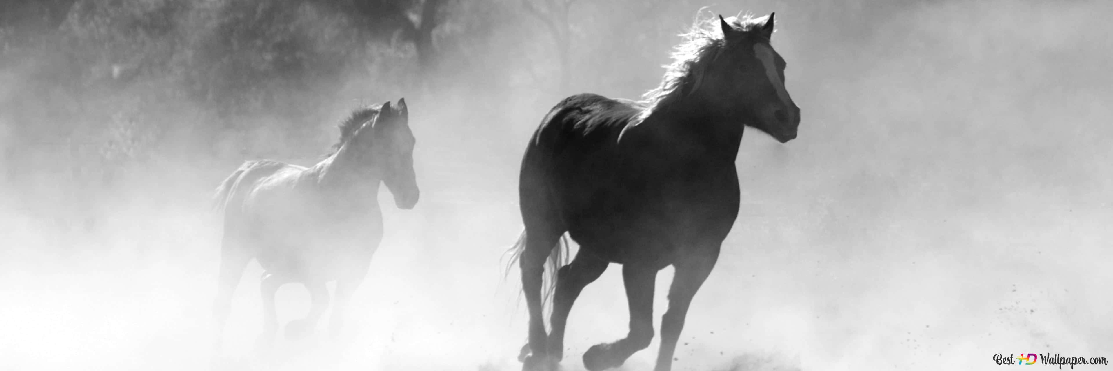 Cool Horse, mist, backlighting, 4K Desktop Wallpaper