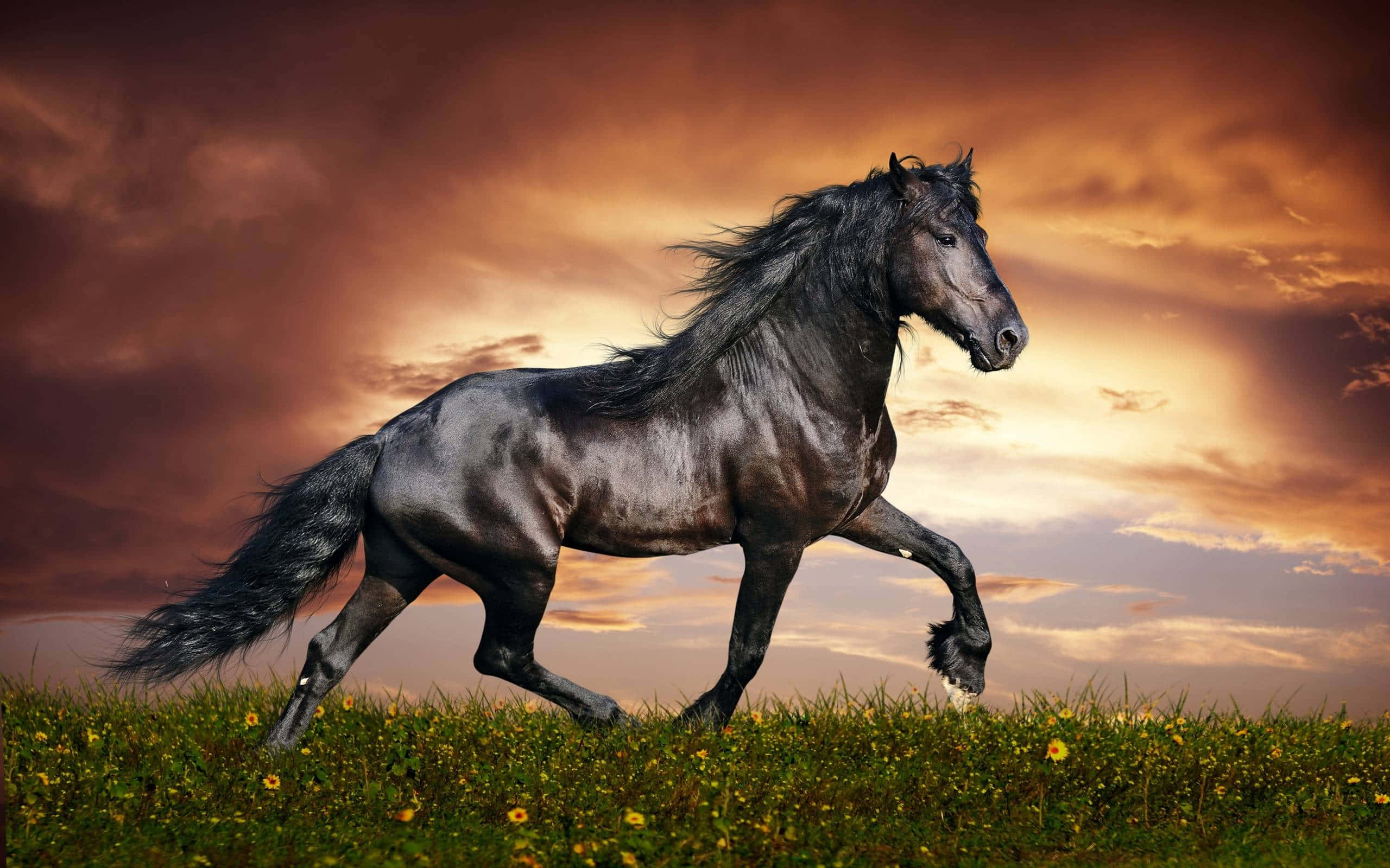 black horse, sunlit meadow, orange and purple sunset sky, 2K Desktop Wallpaper