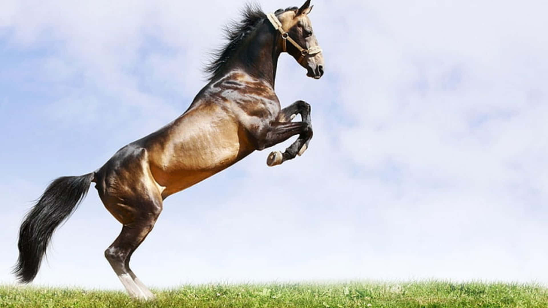 Cool Horse, dappled horse, grassy hill, Full HD Desktop Wallpaper