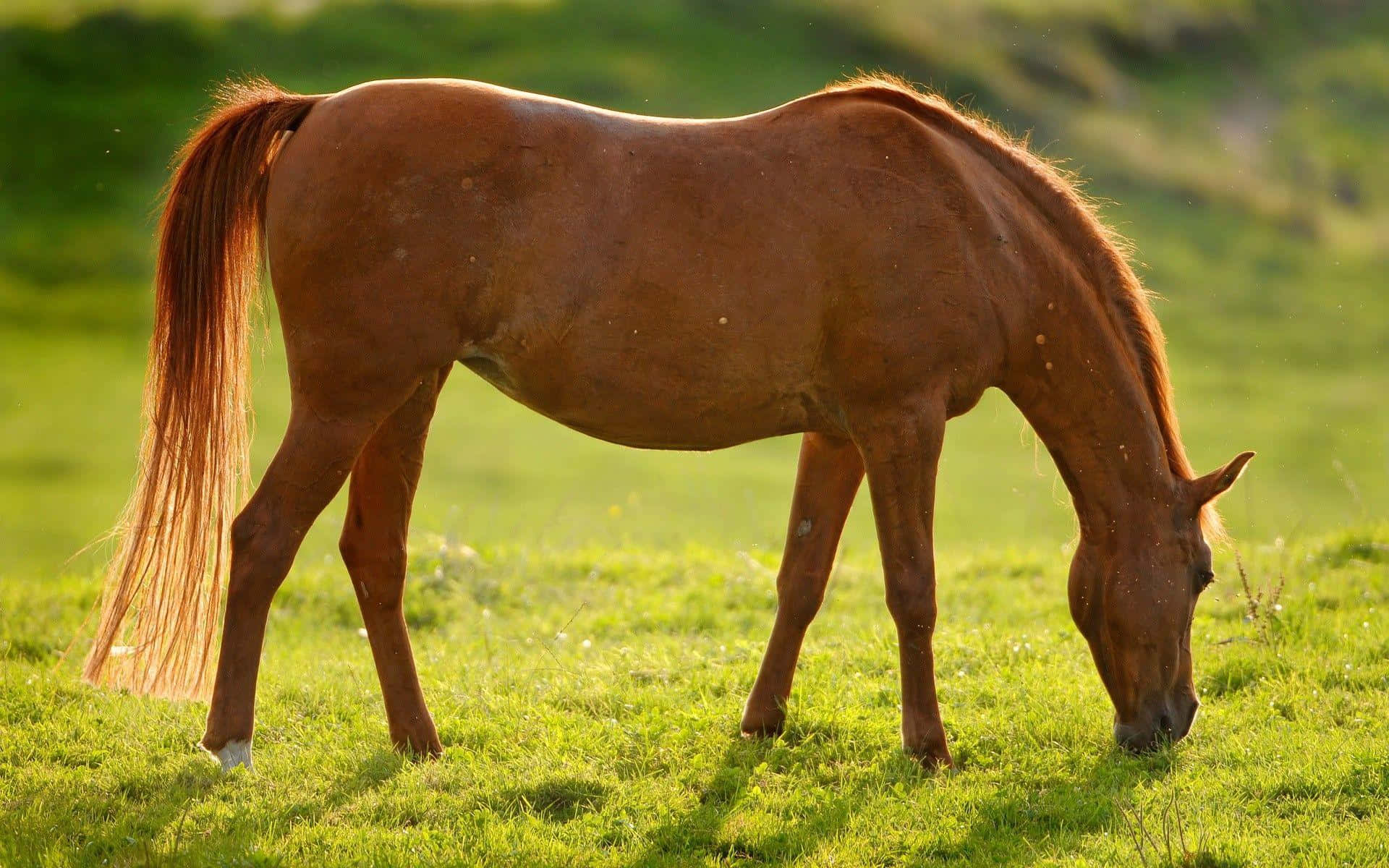 chestnut horse, sunlit green pasture, soft golden light, Full HD Desktop Wallpaper