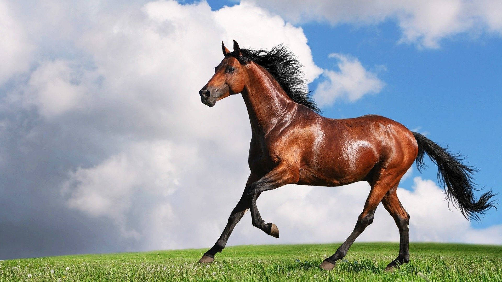 chestnut horse, vibrant green meadow, dramatic blue sky, Full HD Desktop Wallpaper