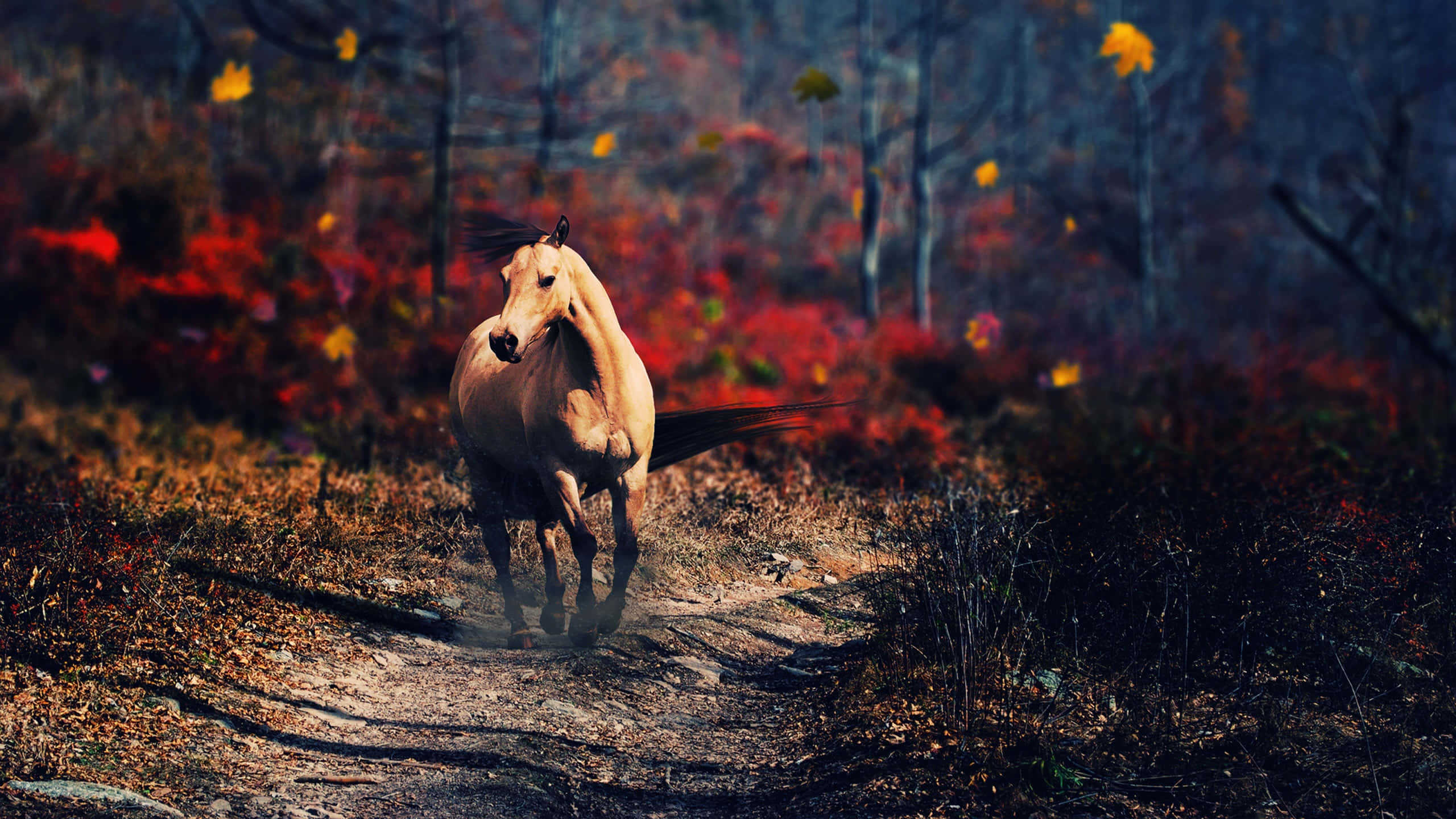 Cool Horse, Sunset, forest trail, 2K Desktop Wallpaper