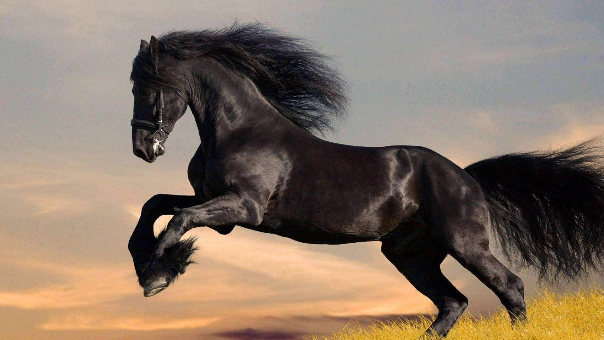 shiny black, cute horse, golden grass, Full HD Desktop Wallpaper