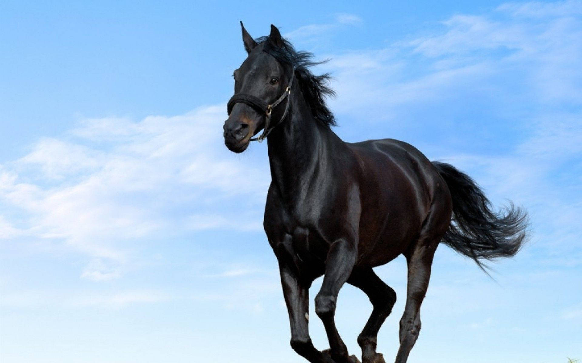 black horse, bright blue sky, wispy white clouds, Full HD Desktop Wallpaper