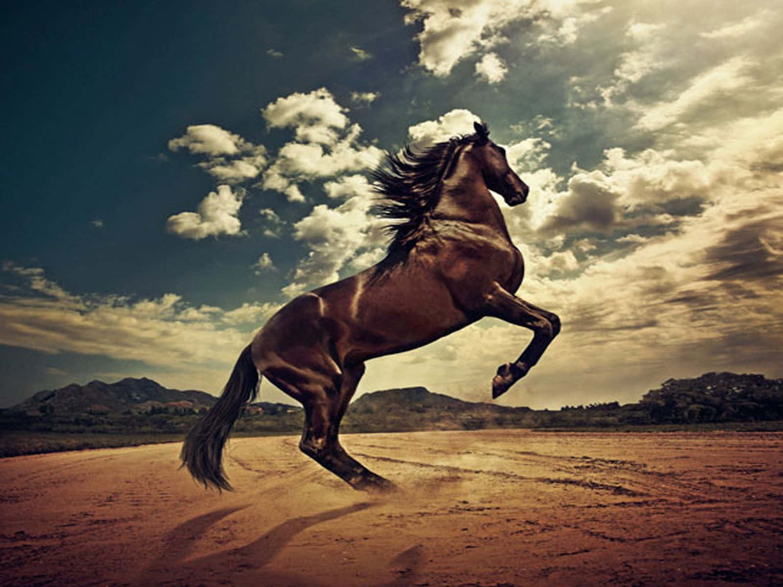 Cool Horse, brown horse, dusty road, HD Desktop Wallpaper