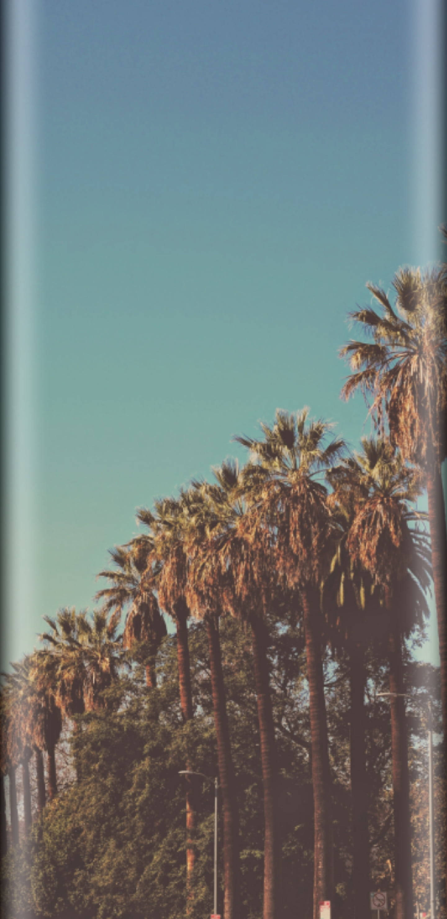 iPhone 11, vintage aesthetic, palm trees, 2K Phone Wallpaper