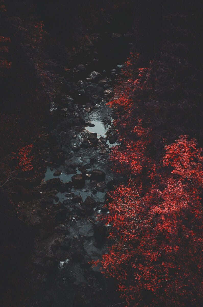 iPhone, Dark Flowers, aerial view, SD Phone Wallpaper