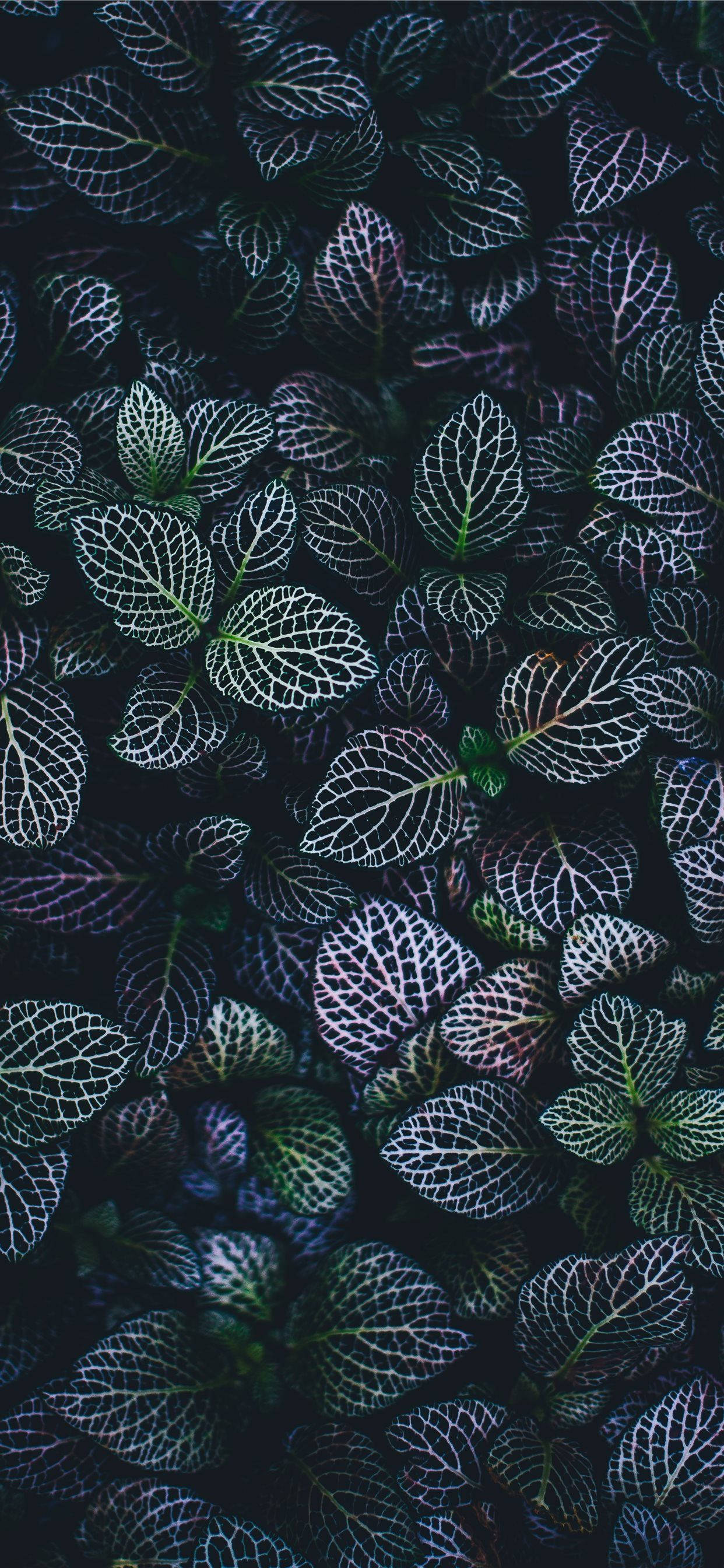 Plants iPhone, glowing nettle leaves, intricate white veins, 2K Phone Wallpaper