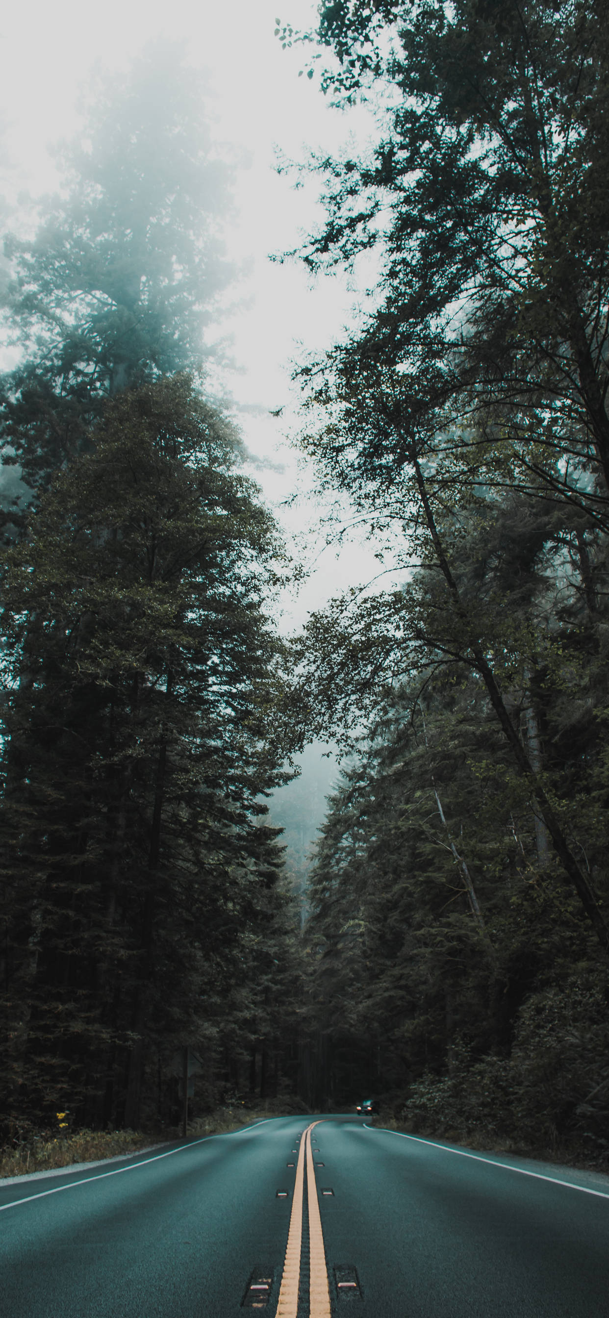 iPhone XS Max, foggy trees, misty forest road, 2K Phone Wallpaper