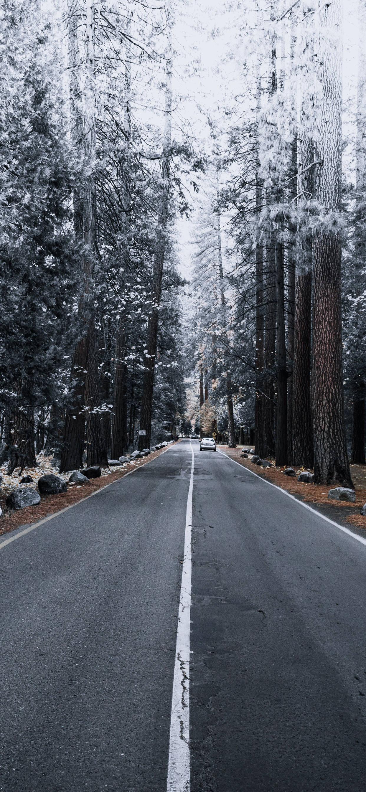 iPhone XS Max, snowy forest road, towering evergreen trees, 2K Phone Wallpaper