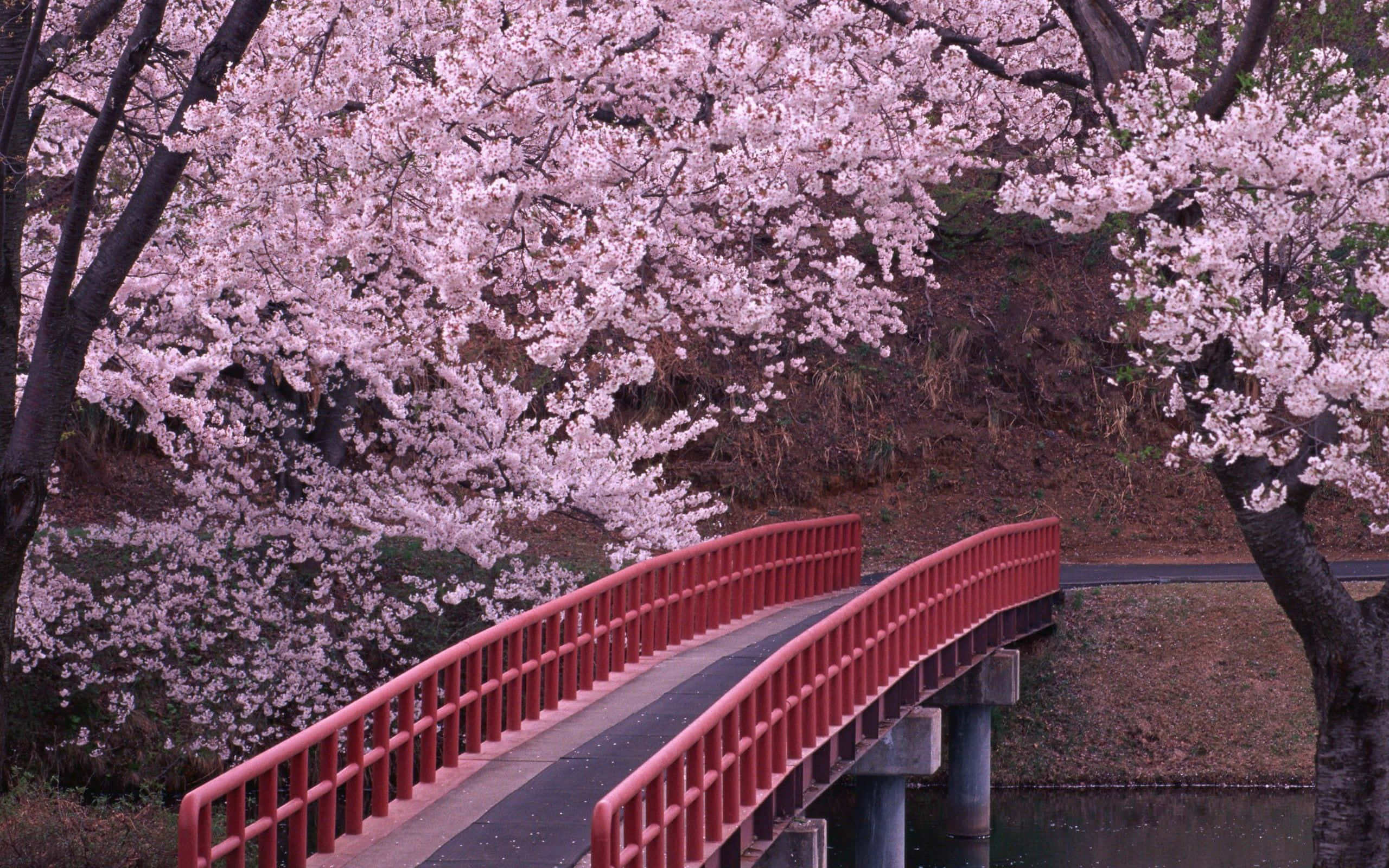 Japanese maple tree, Fall day, red bridge, 2K Desktop Wallpaper