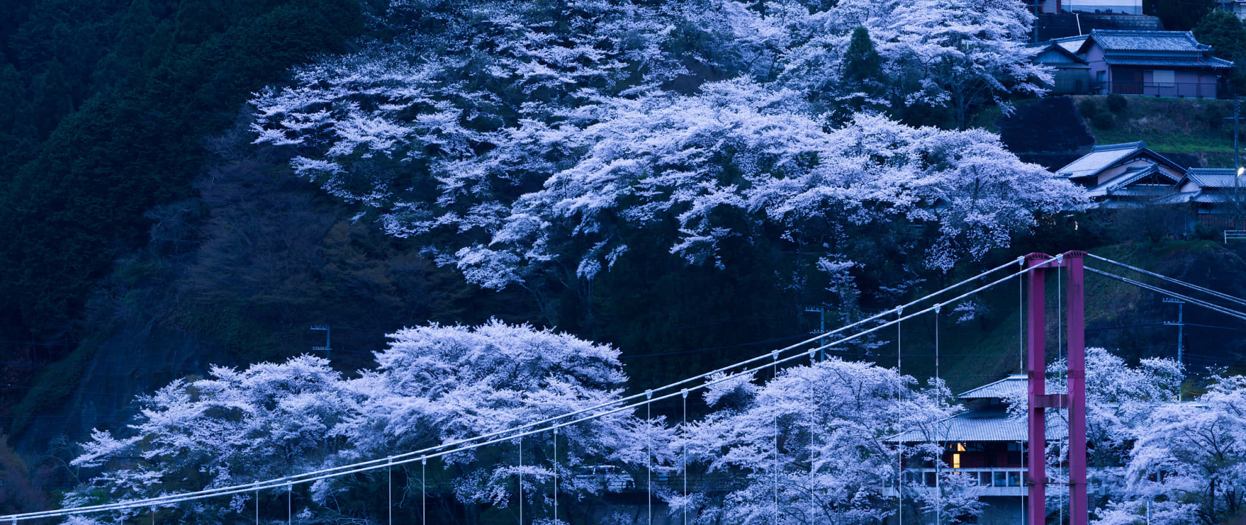 cherry blossom trees, twilight blue light, suspension bridge, 2K Desktop Wallpaper
