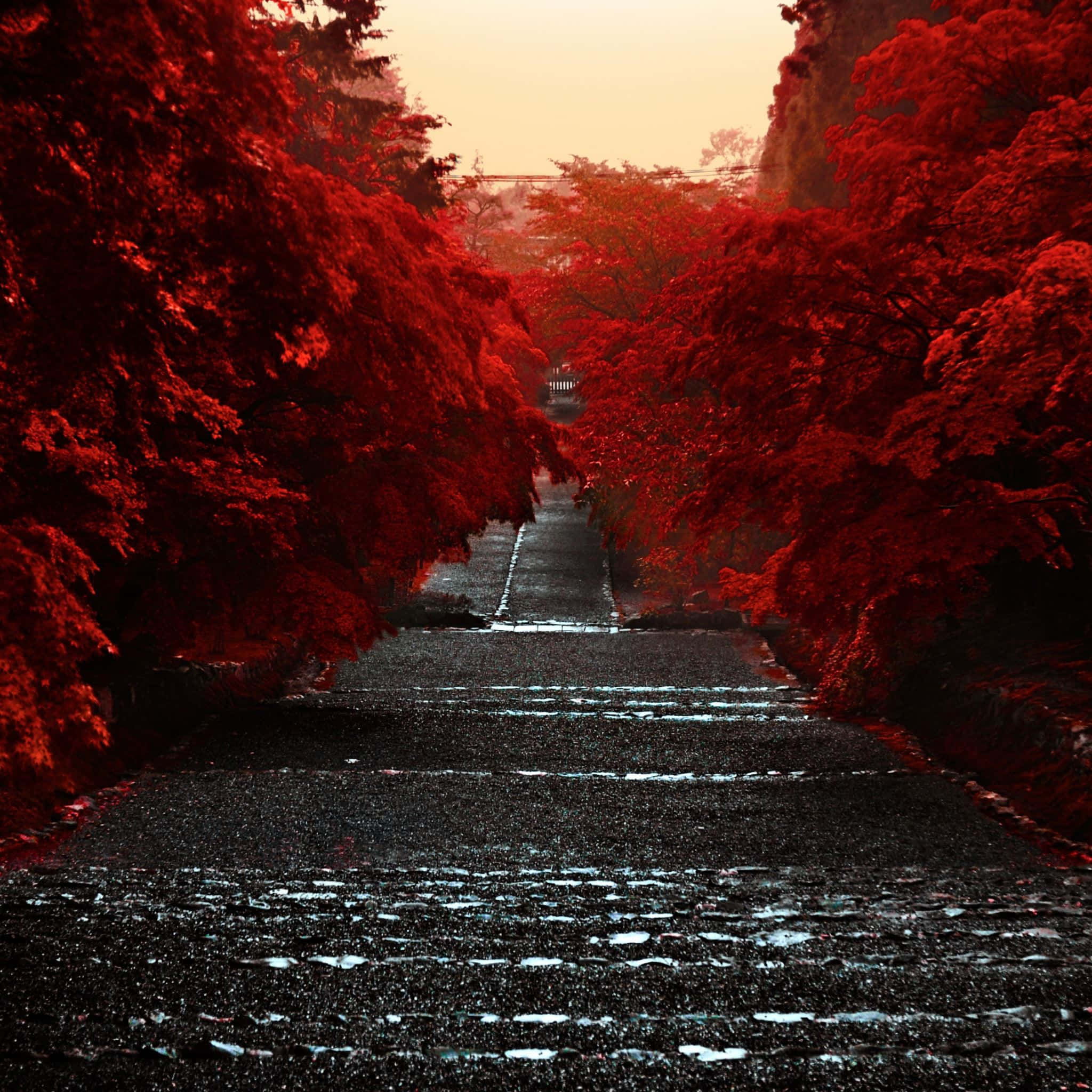 Japanese Tree, autumn, red autumn trees, Full HD Desktop Wallpaper