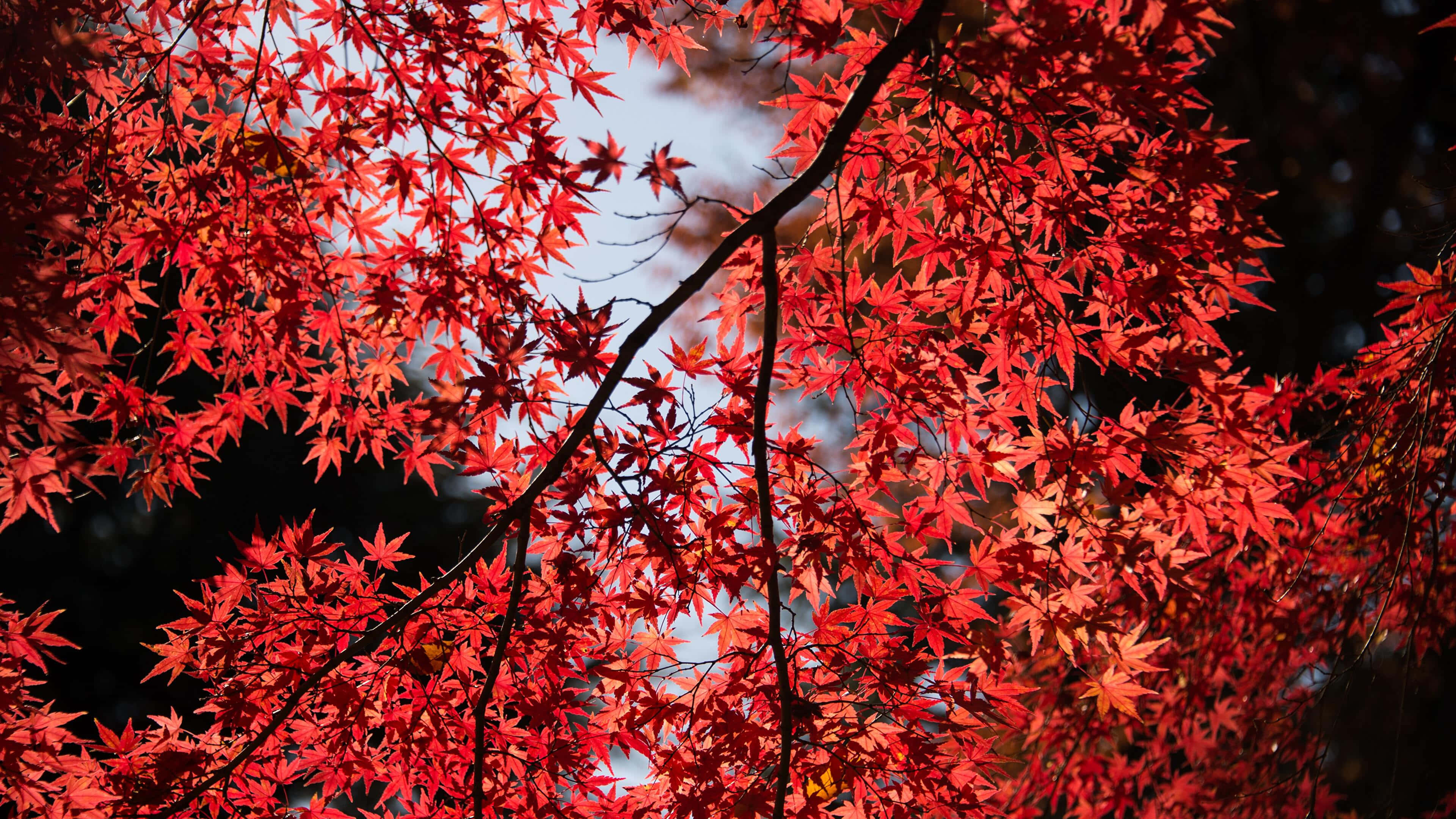 red maple leaves, soft blue sky, dark branches, 4K Desktop Wallpaper