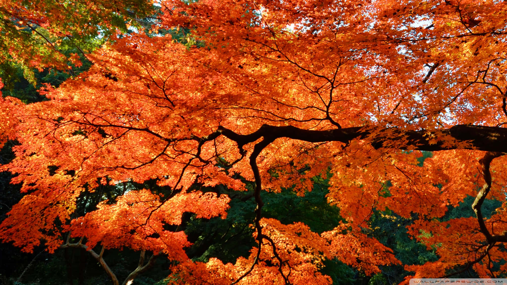 Japanese Tree, orange leaves, dark branches, Full HD Desktop Wallpaper