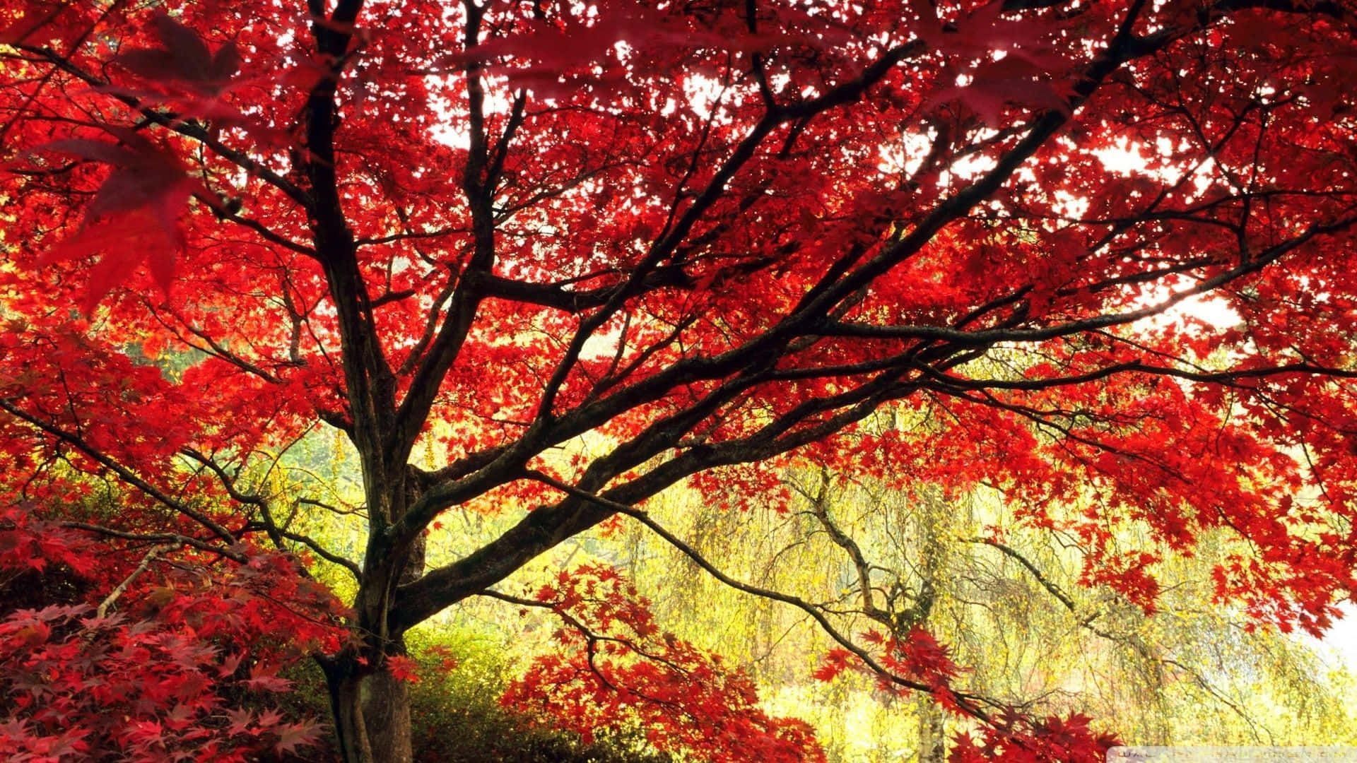 Cool Japanese Tree, maple, fiery red leaves, Full HD Desktop Wallpaper