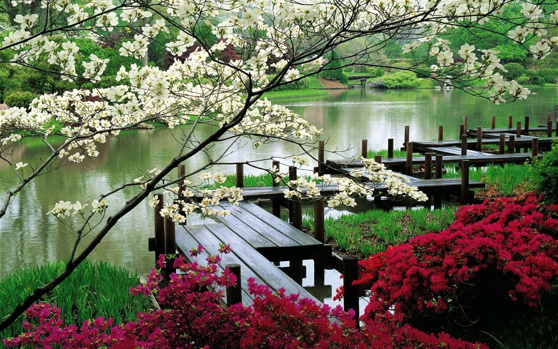 Cool Japanese Tree, wooden bridge, calm pond, Full HD Desktop Wallpaper