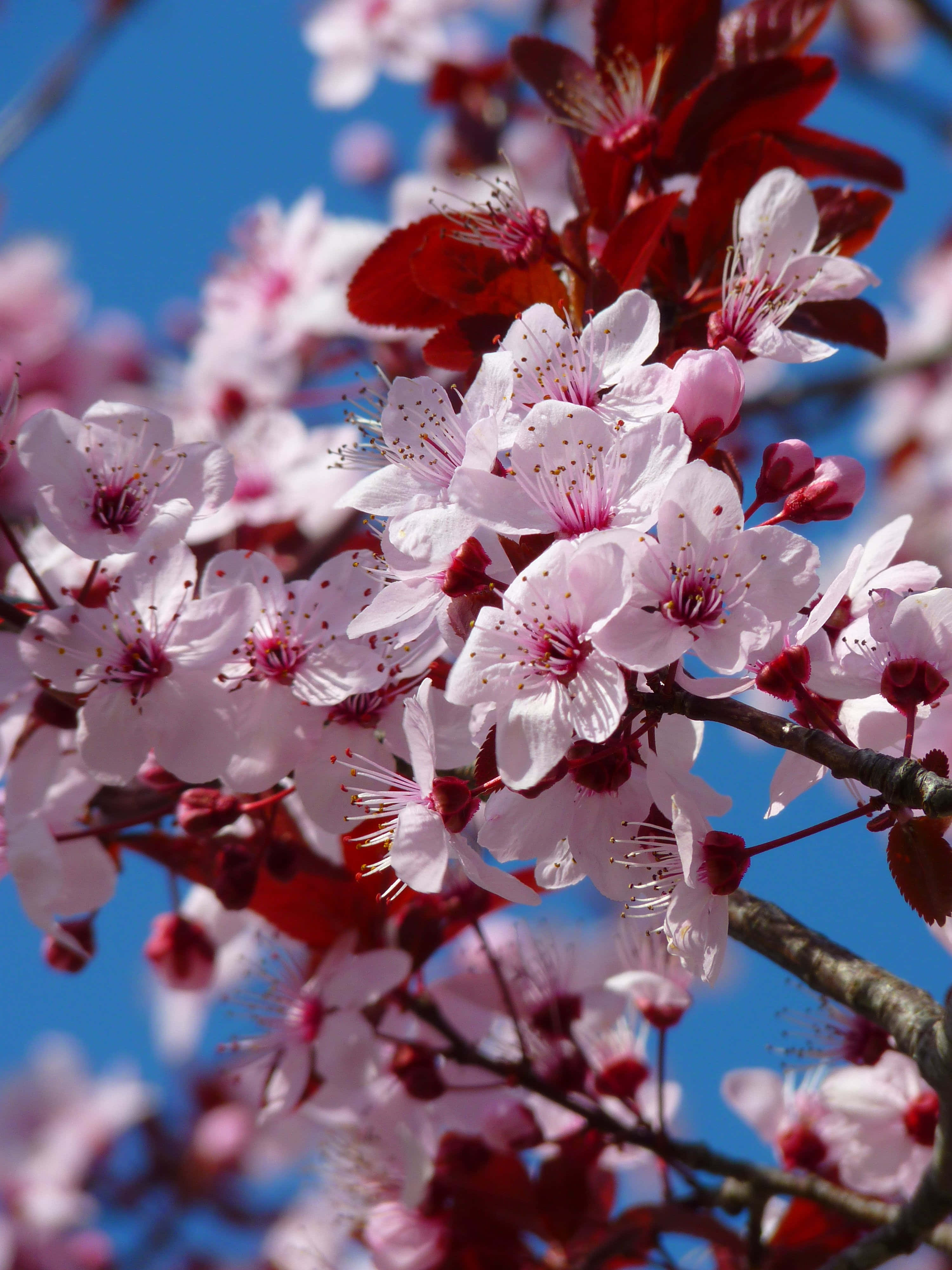 Japanese Tree, pink cherry blossoms, deep red leaves, 4K Phone Wallpaper