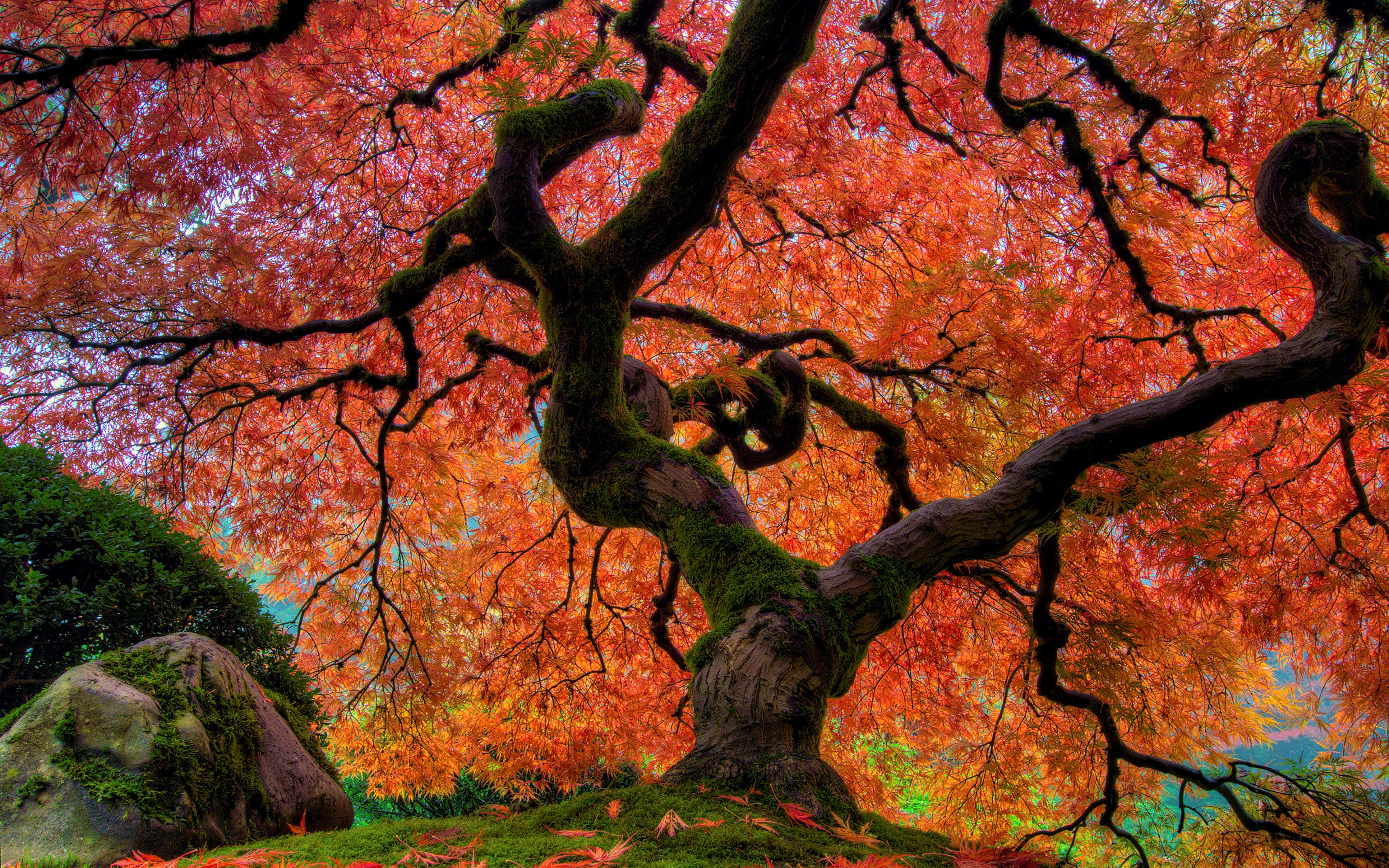 Japanese Tree, fiery orange leaves, mossy forest floor, 4K Desktop Wallpaper