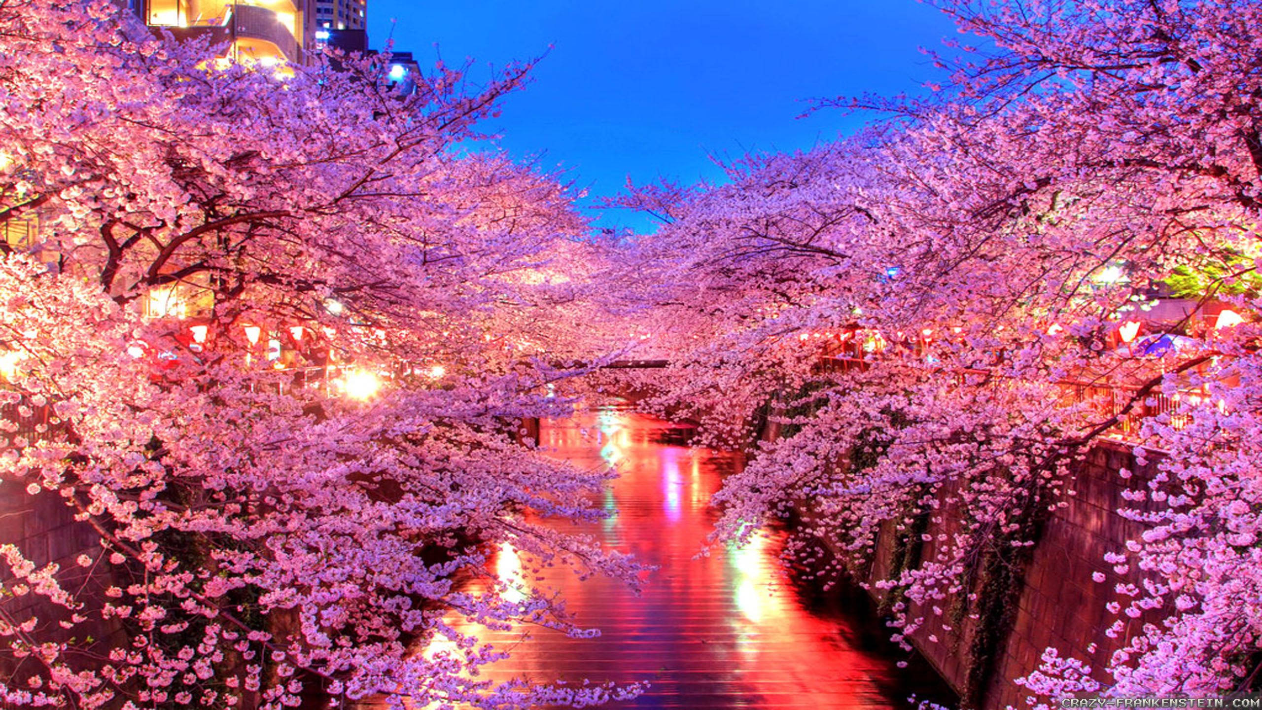 Japanese cherry blossoms, pink cherry blossoms, glowing canal, 2K Desktop Wallpaper