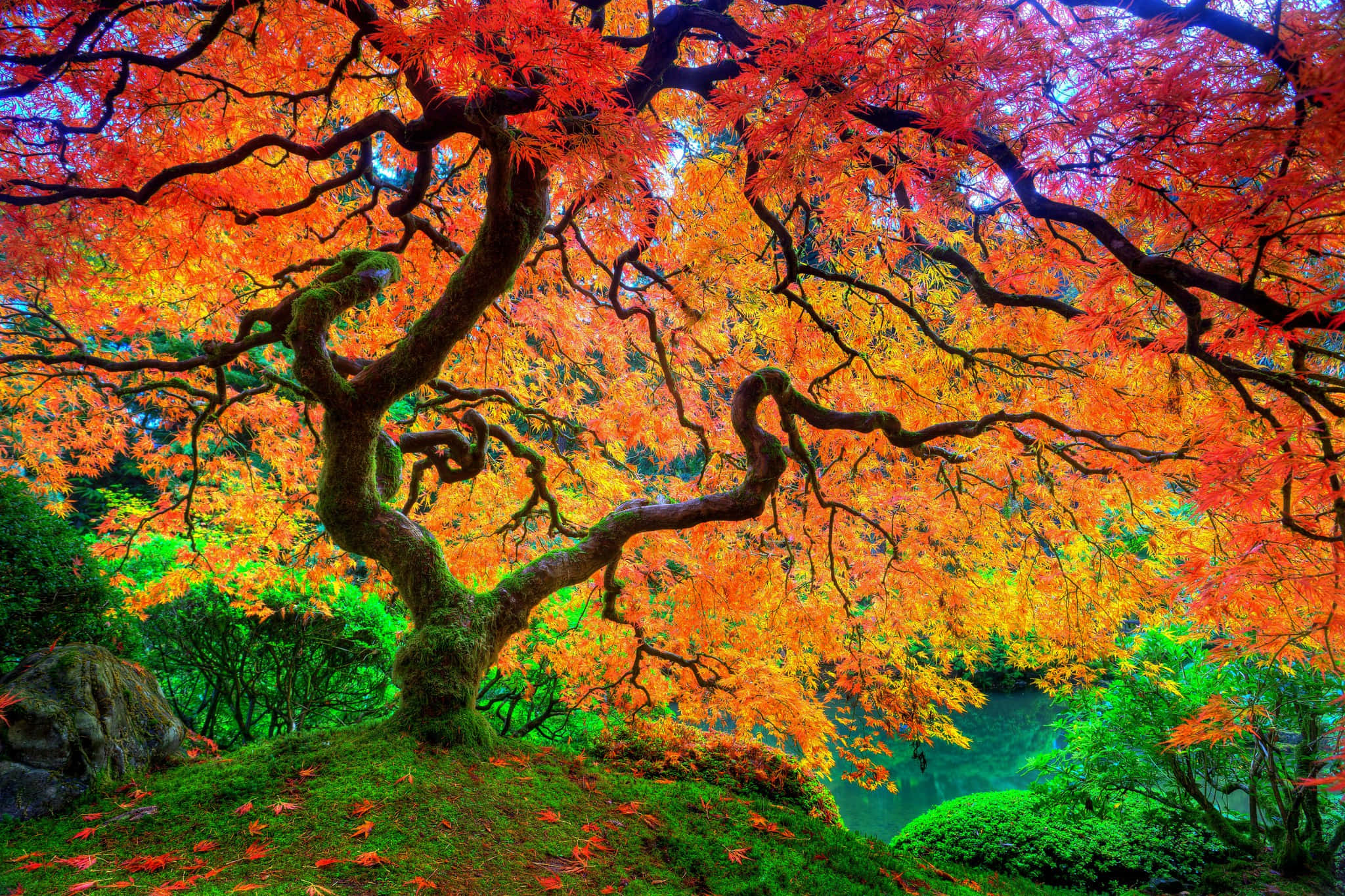 Japanese Tree, twisted maple tree, fiery orange leaves, Full HD Desktop Wallpaper