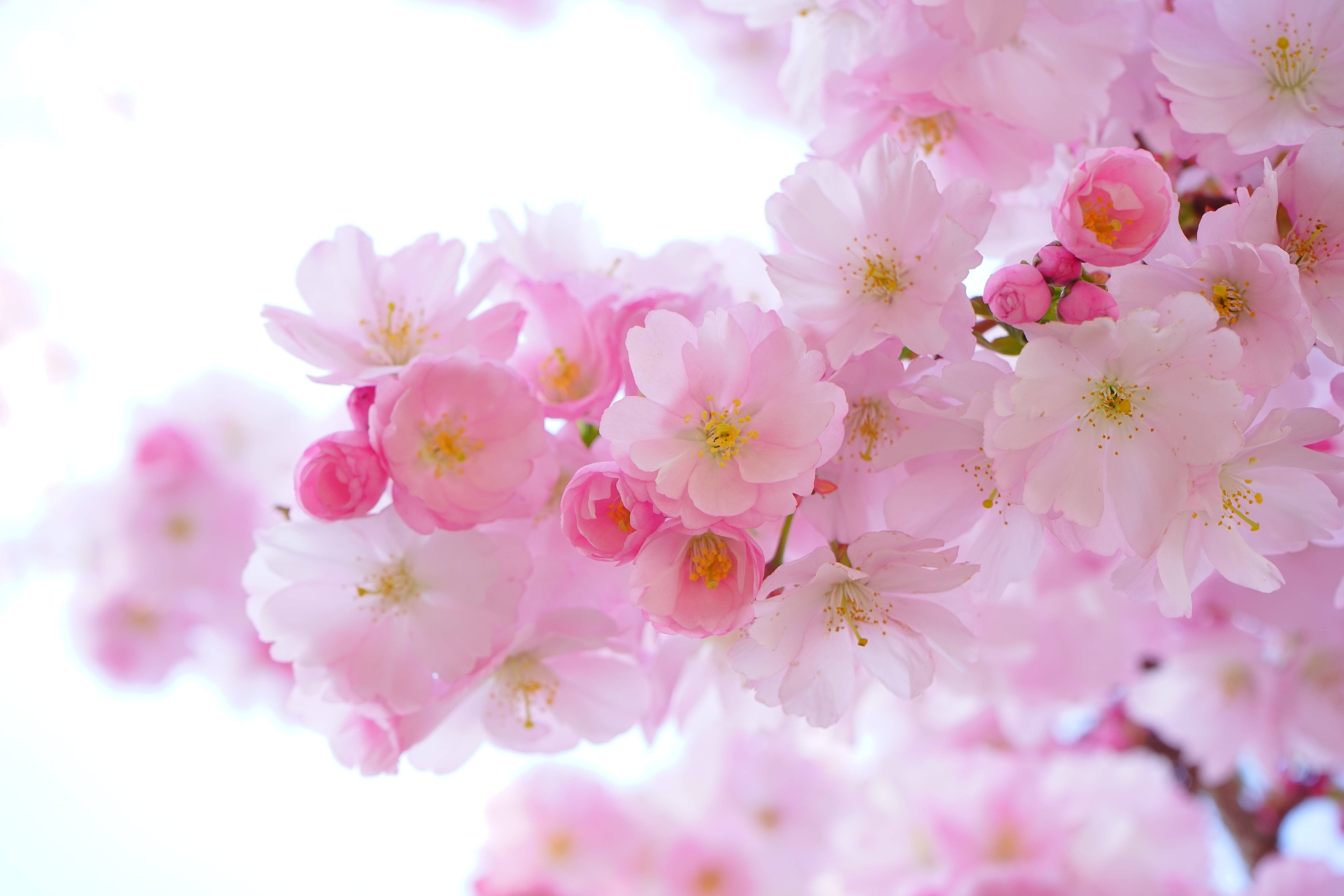 cherry blossoms, spring, soft pink, 5K Desktop Wallpaper