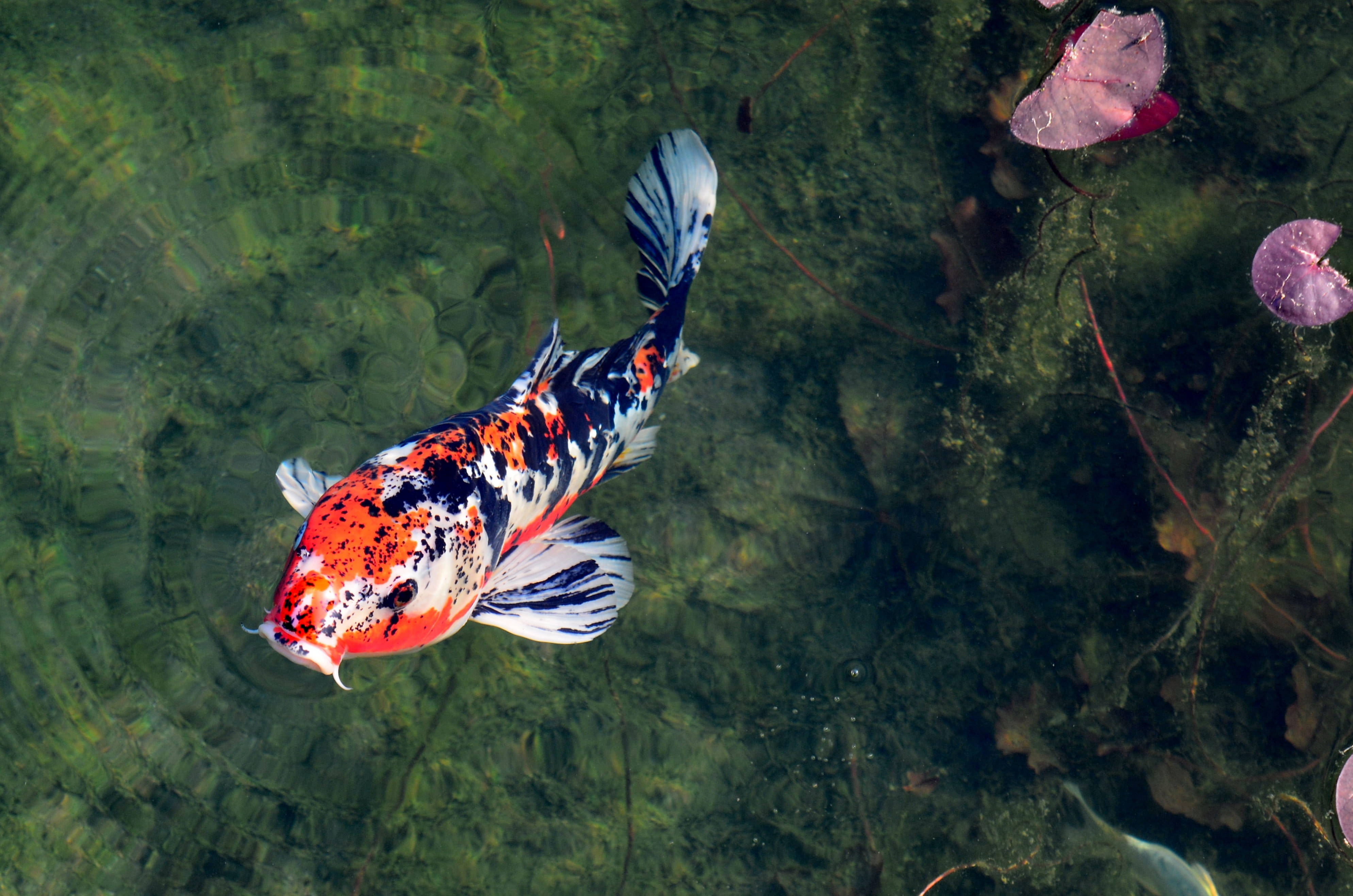 koi fish, red orange black and white patterns, clear green water, 4K Desktop Wallpaper