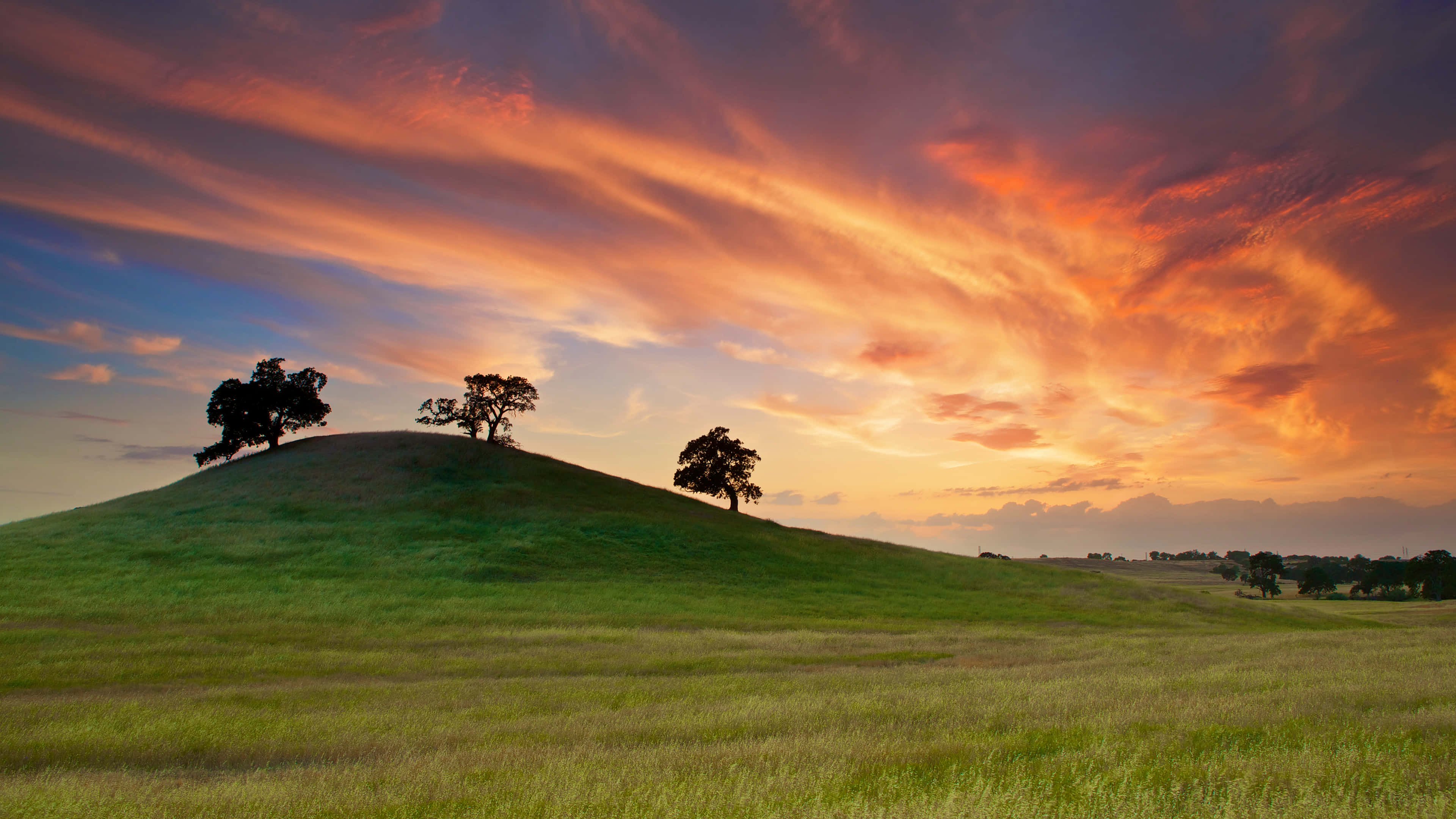 Cool Landscape, grassy hilltop, three solitary trees, 4K Desktop Wallpaper
