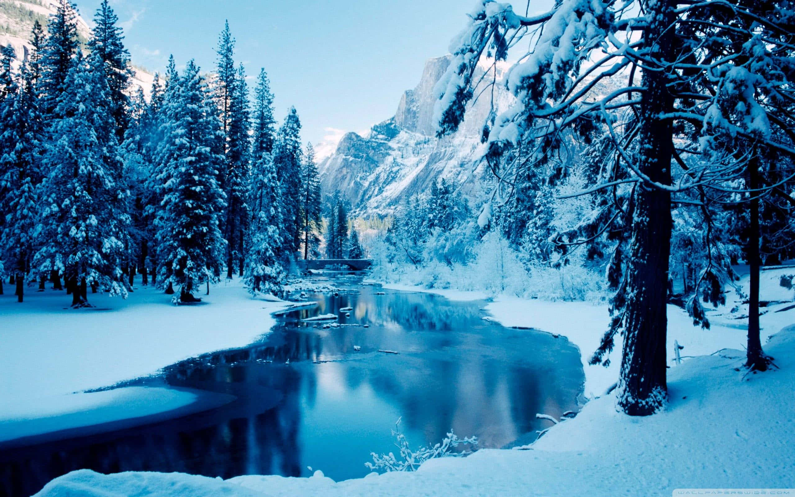 winter scene, snow-covered pine trees, calm river, 2K Desktop Wallpaper