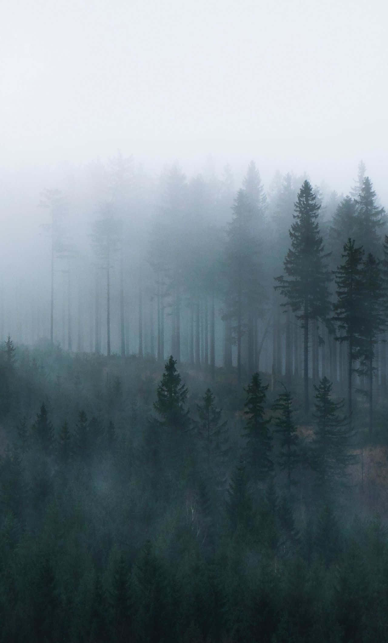 misty forest, tall pine trees, gray fog, Full HD Phone Wallpaper
