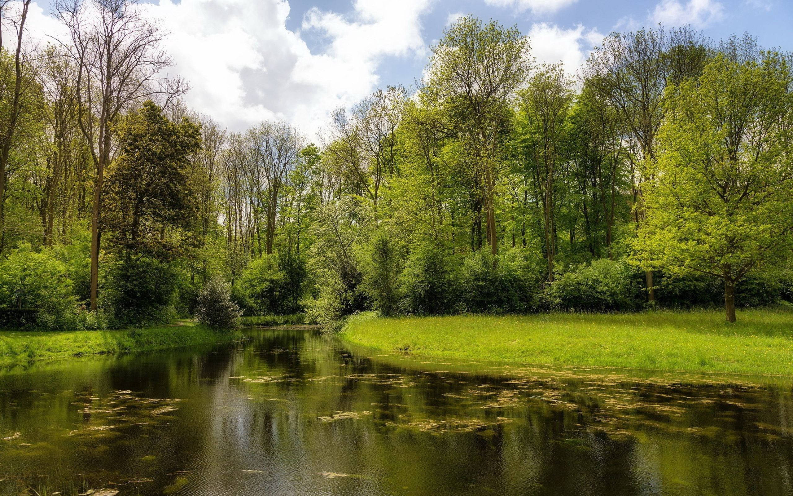 summer, forest pond, lush green trees, 2K Desktop Wallpaper