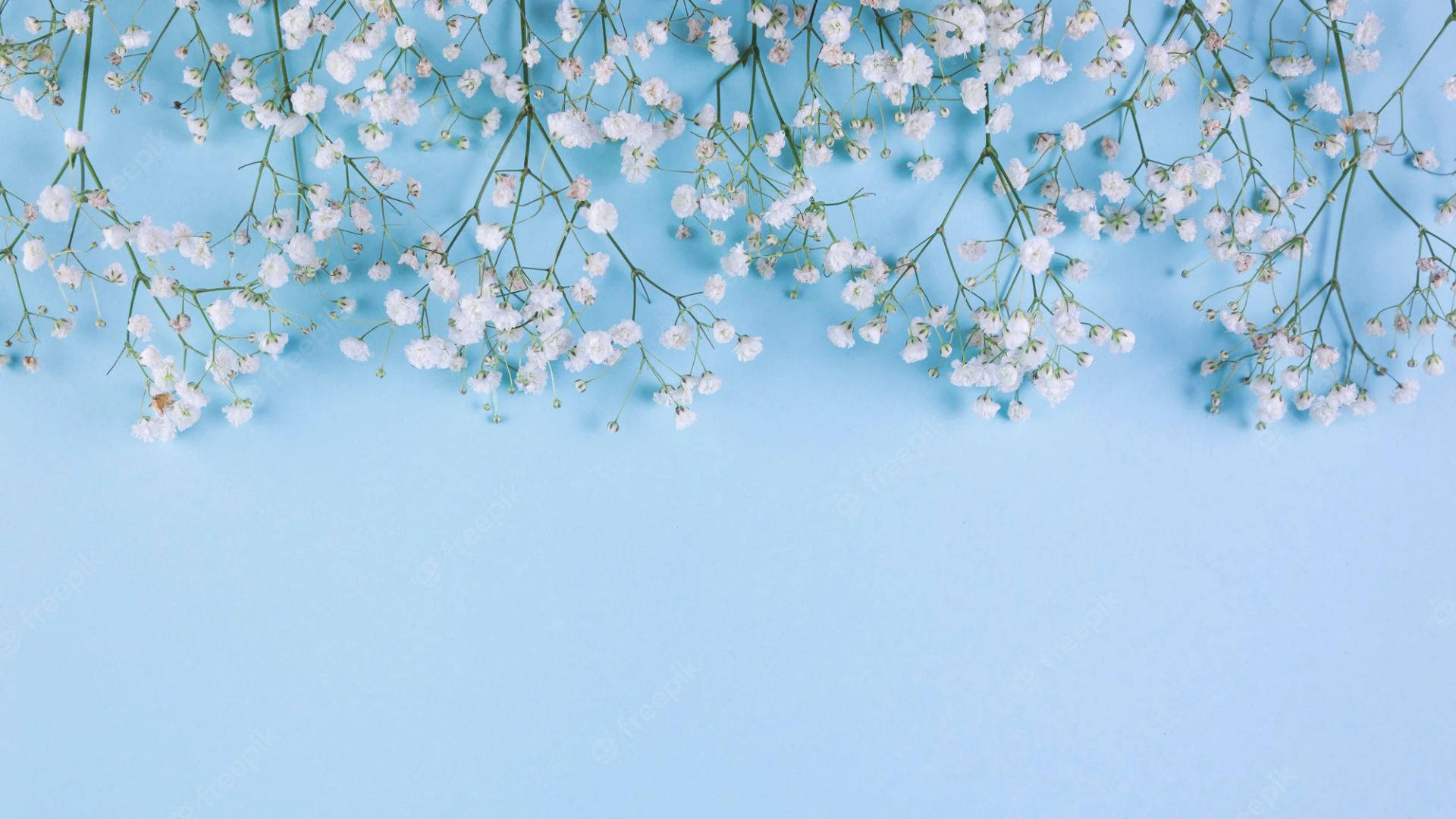 baby's breath flowers, soft white bloom, serene pastel blue background, Full HD Desktop Wallpaper