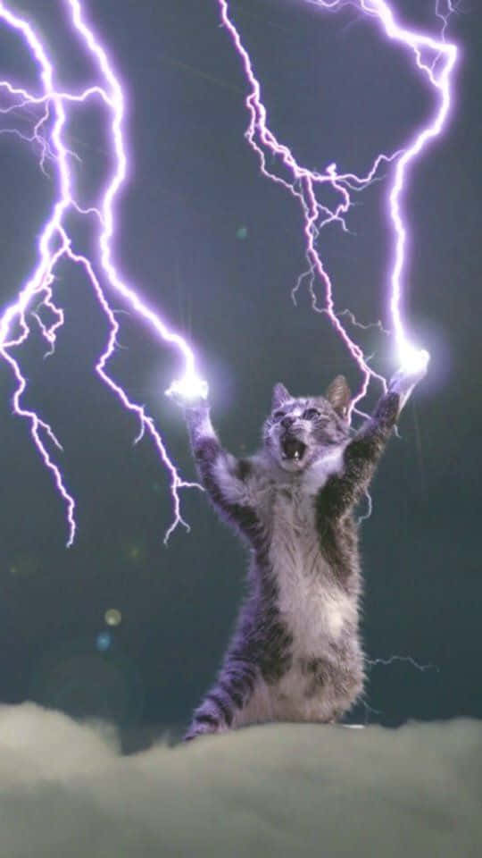 Cool Lightning, tabby cat, purple lightning, SD Phone Wallpaper