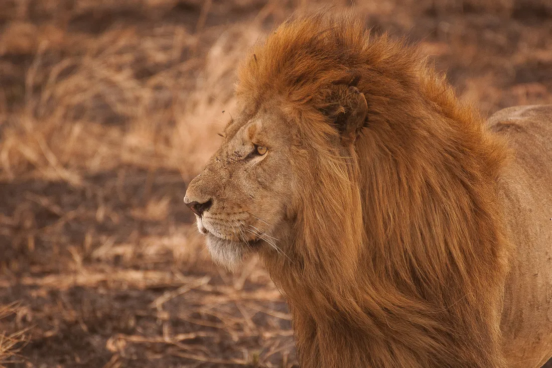 Cool Lion