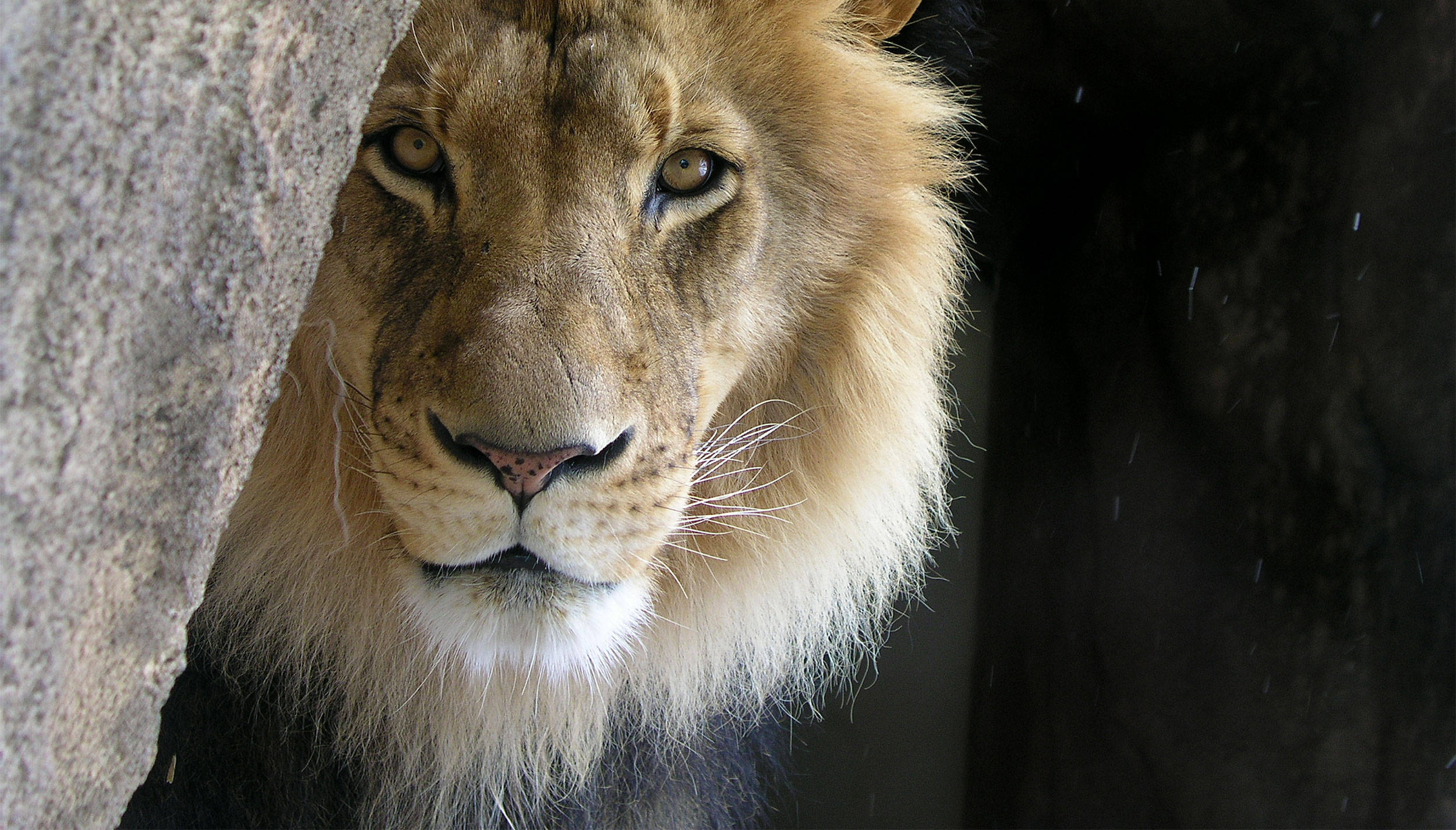 majestic king of the jungle, golden mane, rugged stone wall, Full HD Desktop Wallpaper