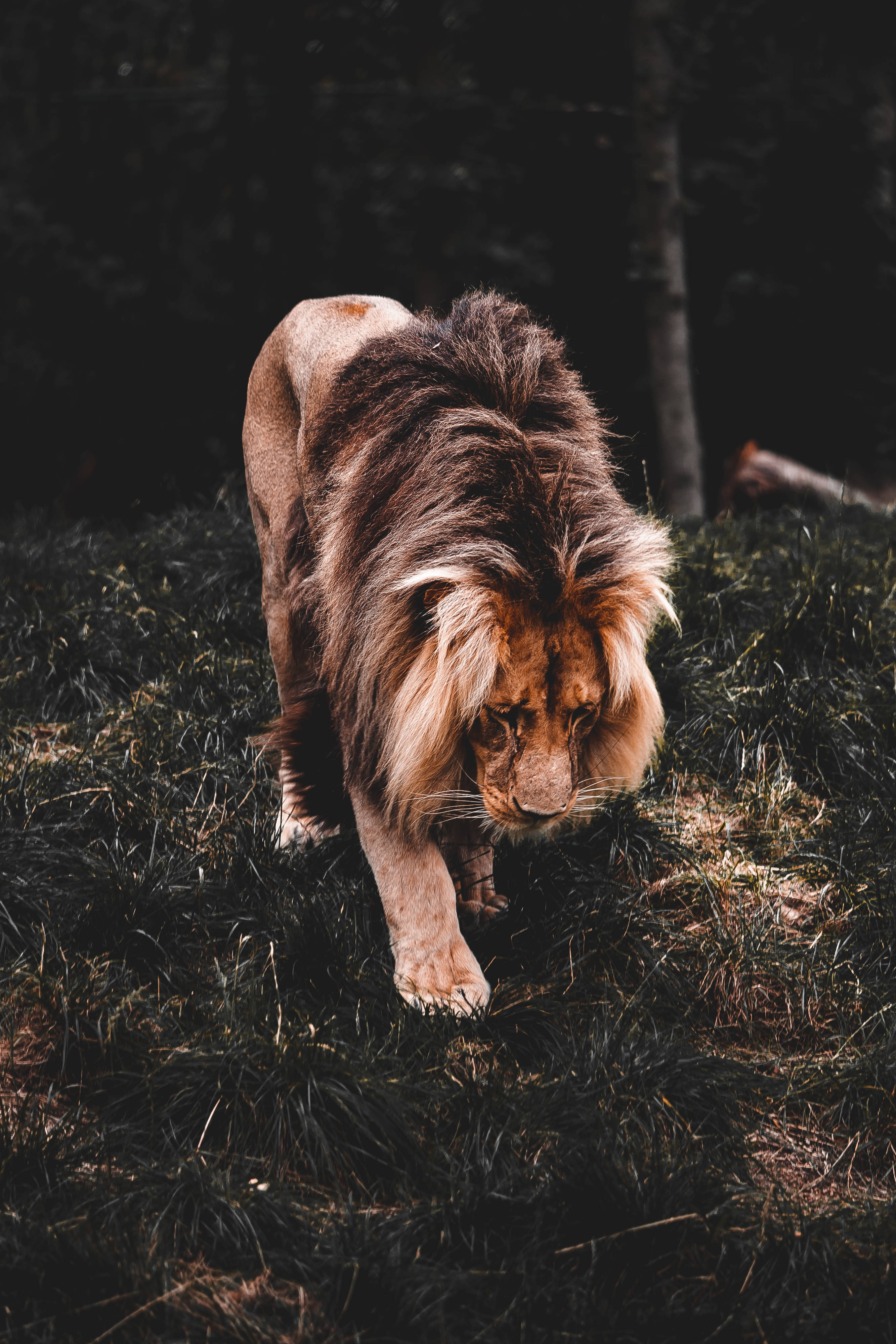 Cool Lion, male lion, thick mane, 4K Phone Wallpaper