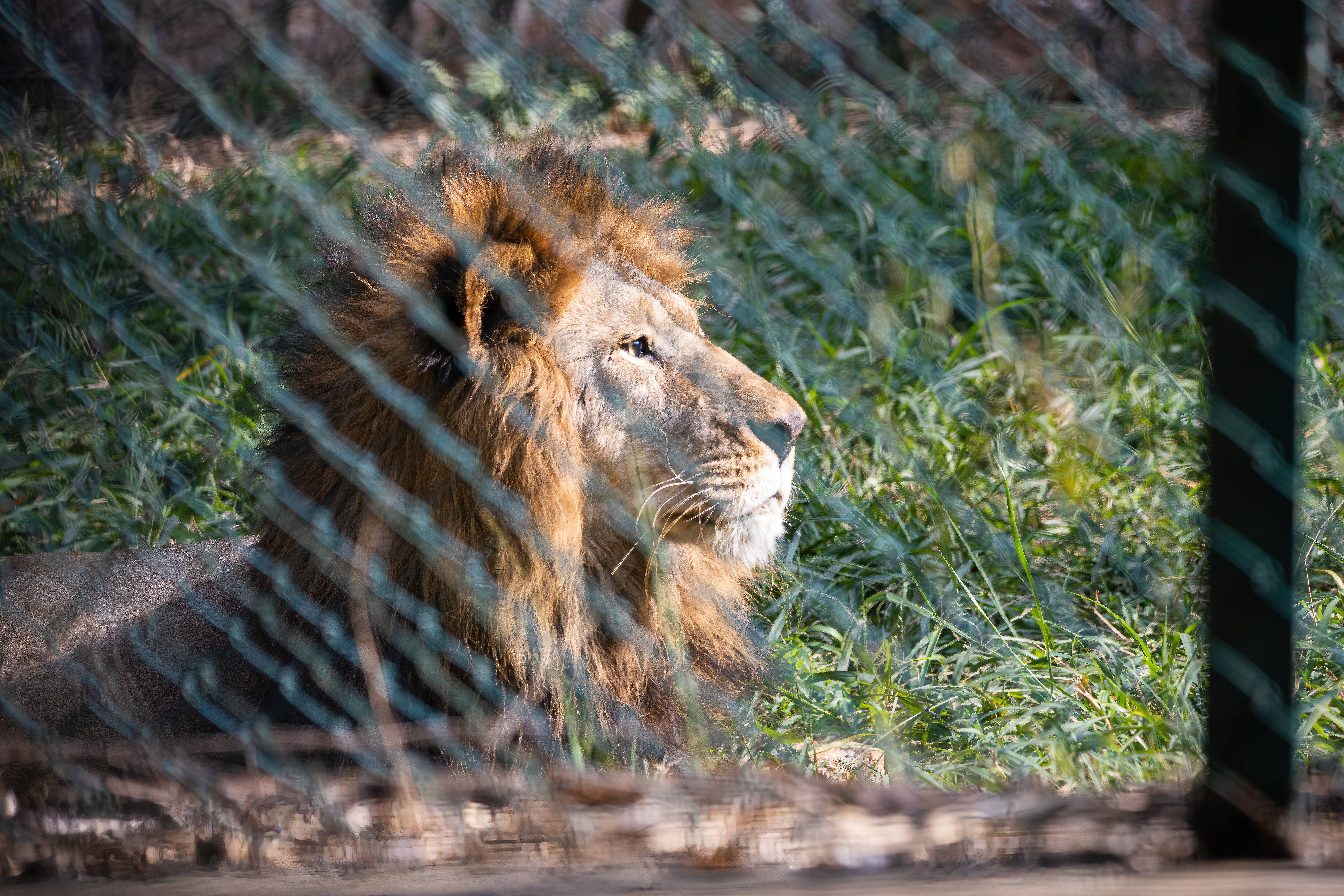 Cool Lion, golden mane, green grass, 5K Desktop Wallpaper