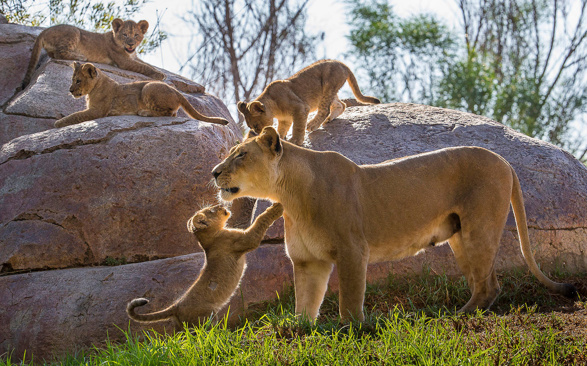 Cool Mother Lion With Cubs, lioness, cubs, Full HD Desktop Wallpaper