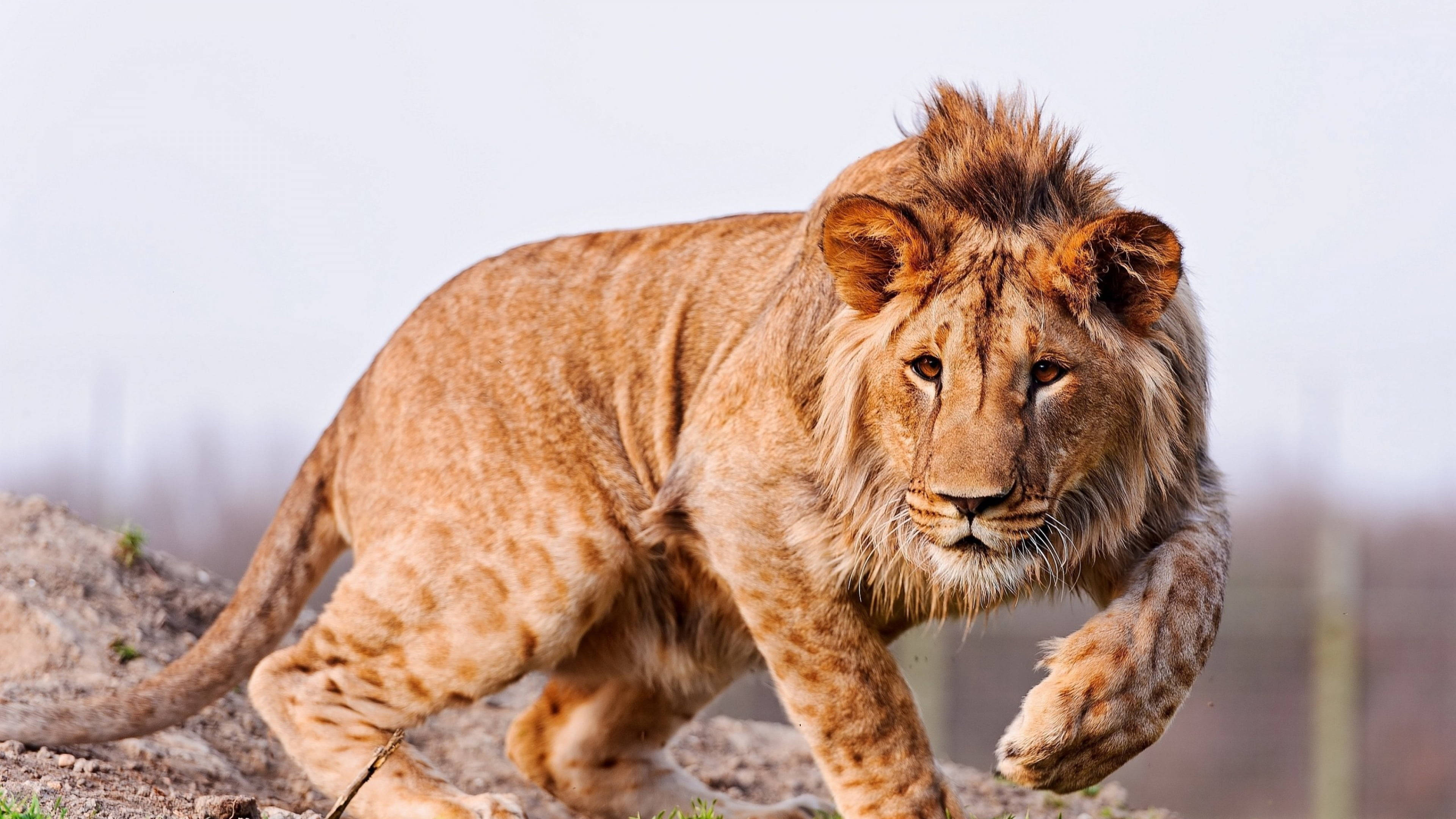 Angry Lion Hunt, male lion, dusty savanna plain, 4K Desktop Wallpaper