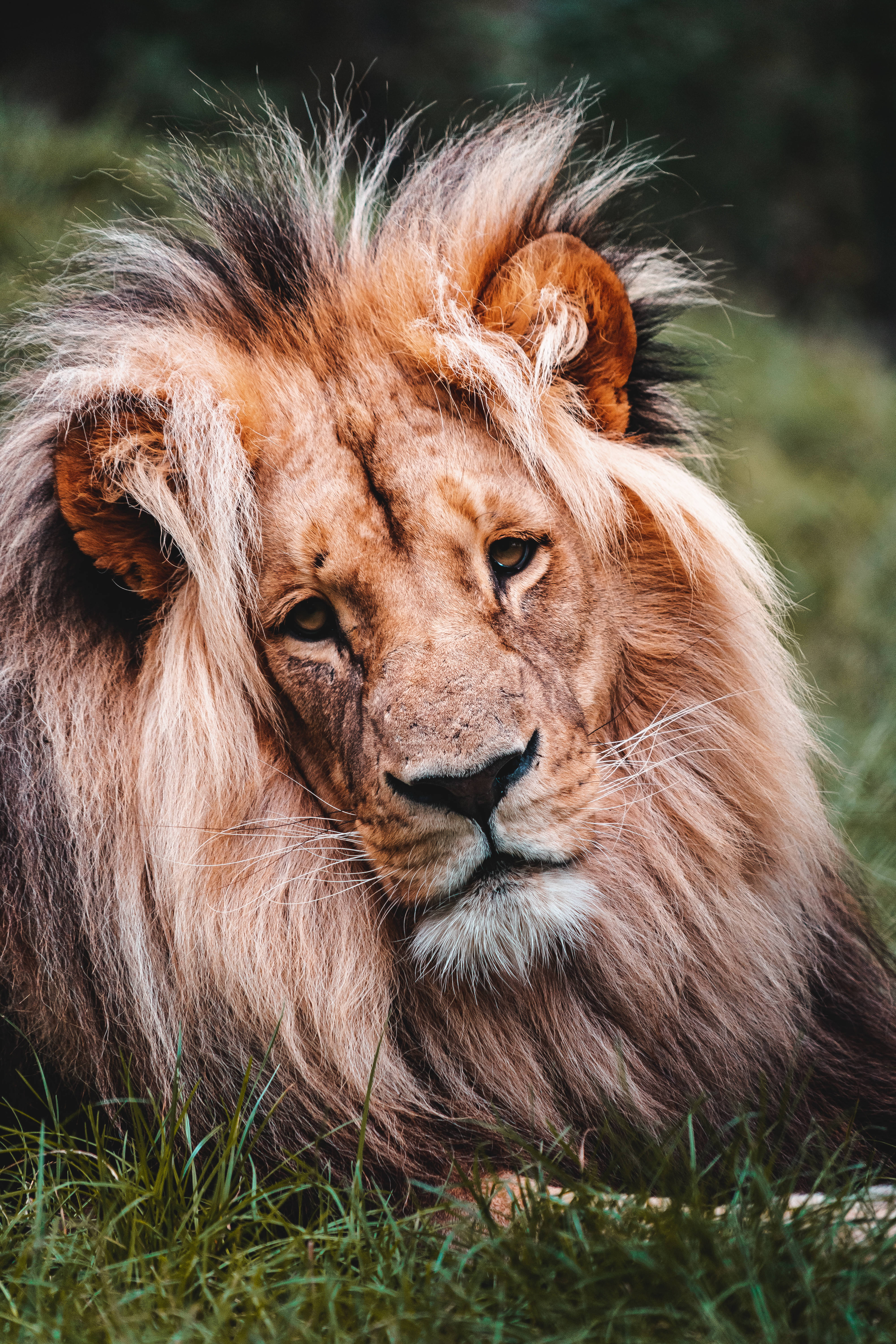 Cool Sleepy Sad Lion, majestic male lion, thick golden mane, 5K Phone Wallpaper